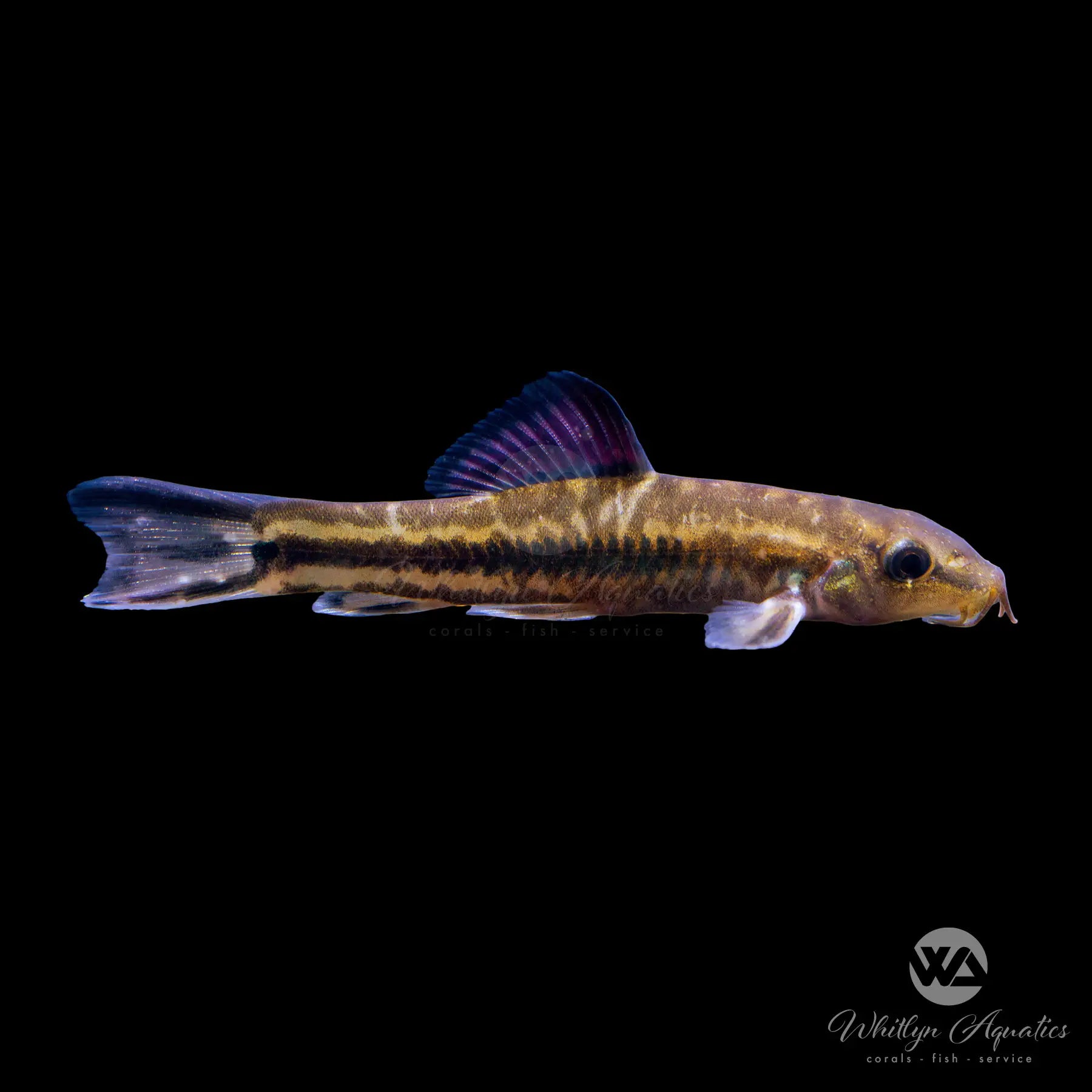 China Rainbow Loach (Traccatichthys pulcher) - Colorful Freshwater Aquarium Fish for Tropical Tanks & Aquatic Displays