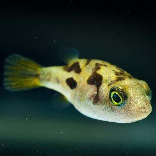 Dwarf Yellow Puffer Fish (Carinotetraodon travancoricus) - Freshwater Aquarium Fish for Small Tanks | Perfect for Nano Aquascapes and Community Tanks