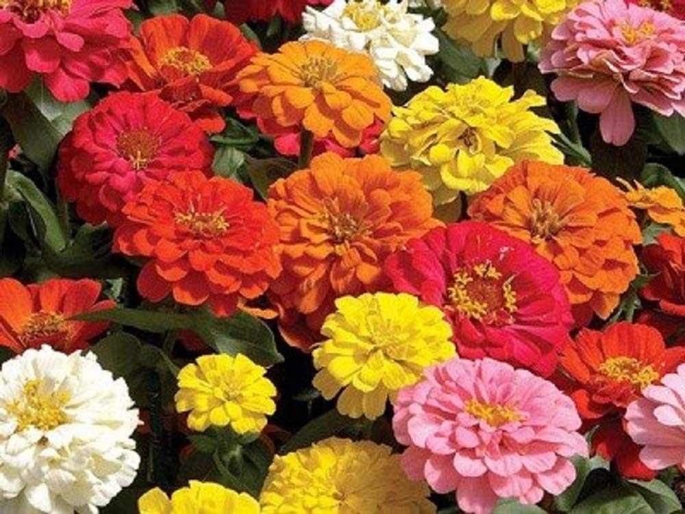 California Giant Zinnia Seeds - 100 Count Non-GMO for Home Gardening & Landscaping