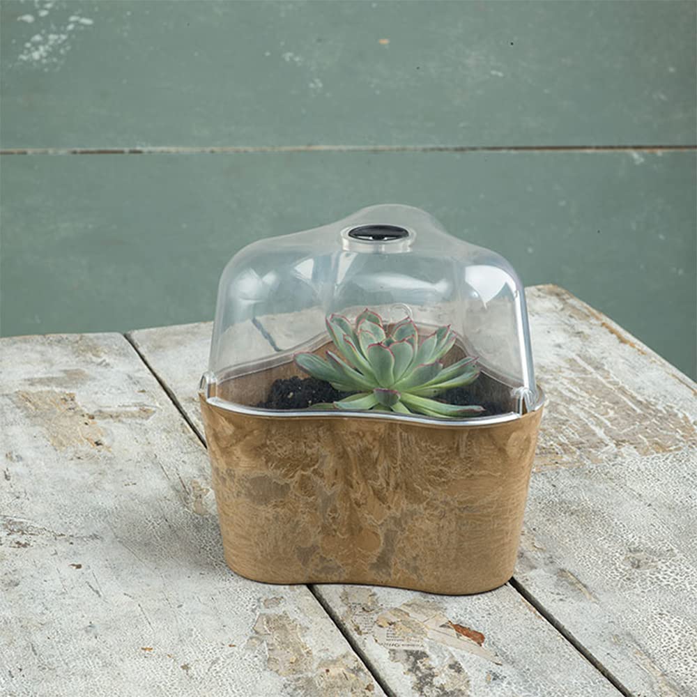 Tri-Pot Terrarium - 3 Piece Glass Plant Terrarium Kit for Succulents, Air Plants & Home Decor | Perfect for Indoor Gardening, Office Desk & Gift Ideas