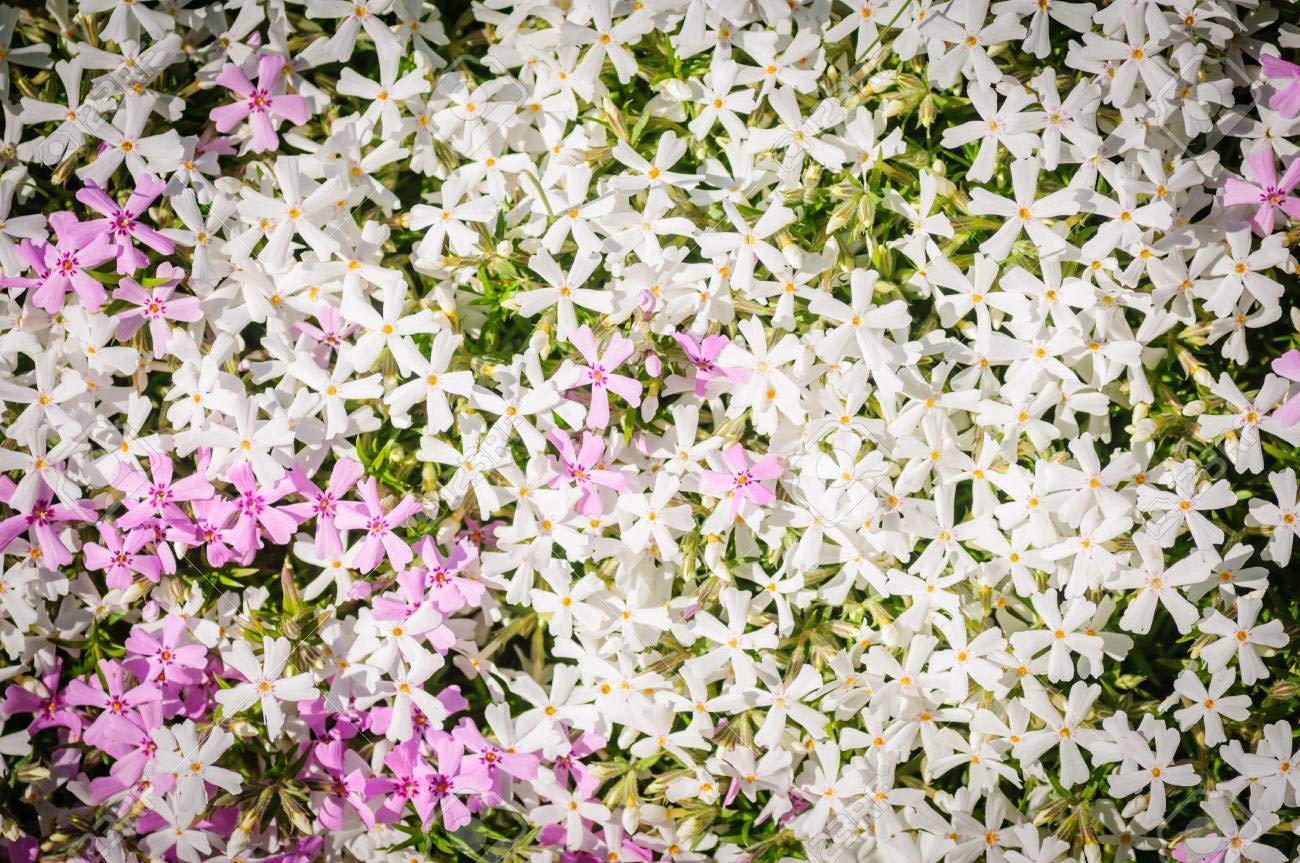 Mountain Phlox Flower Seeds - 1000+ Non-GMO Heirloom Seeds (Phlox austromontana) by Isla's Garden Seeds for Rock Gardens, Borders & Wildflower Landscapes