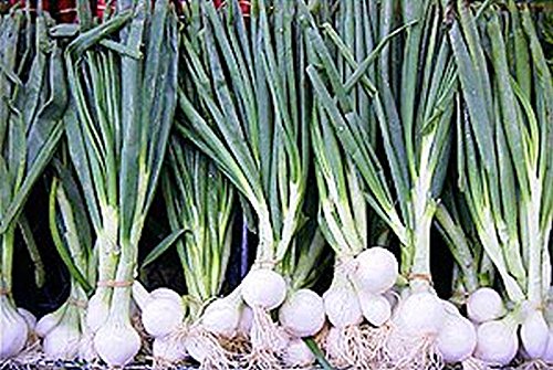 Barletta Cocktail Onions Seeds (50 Count) - Perfect for Salads, Kabobs, Pickling & Garnishing - Home Gardening & Gourmet Cooking