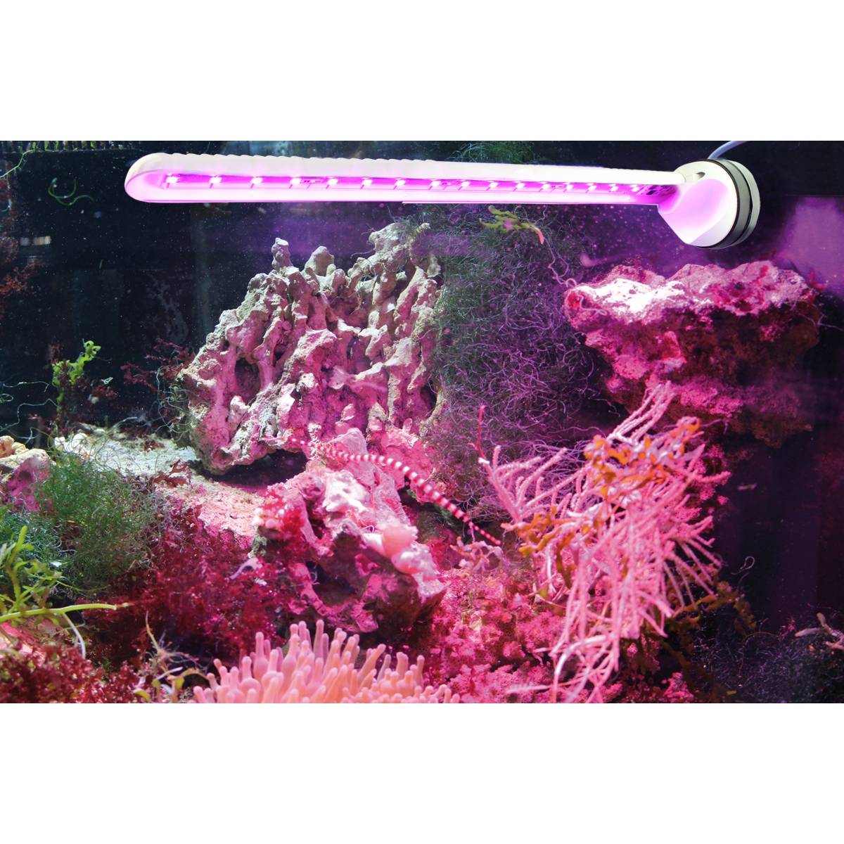 Tunze Eco Chic Waterproof Refugium LED Light 8831 - Energy Efficient Saltwater Aquarium Lighting for Coral Growth & Marine Life