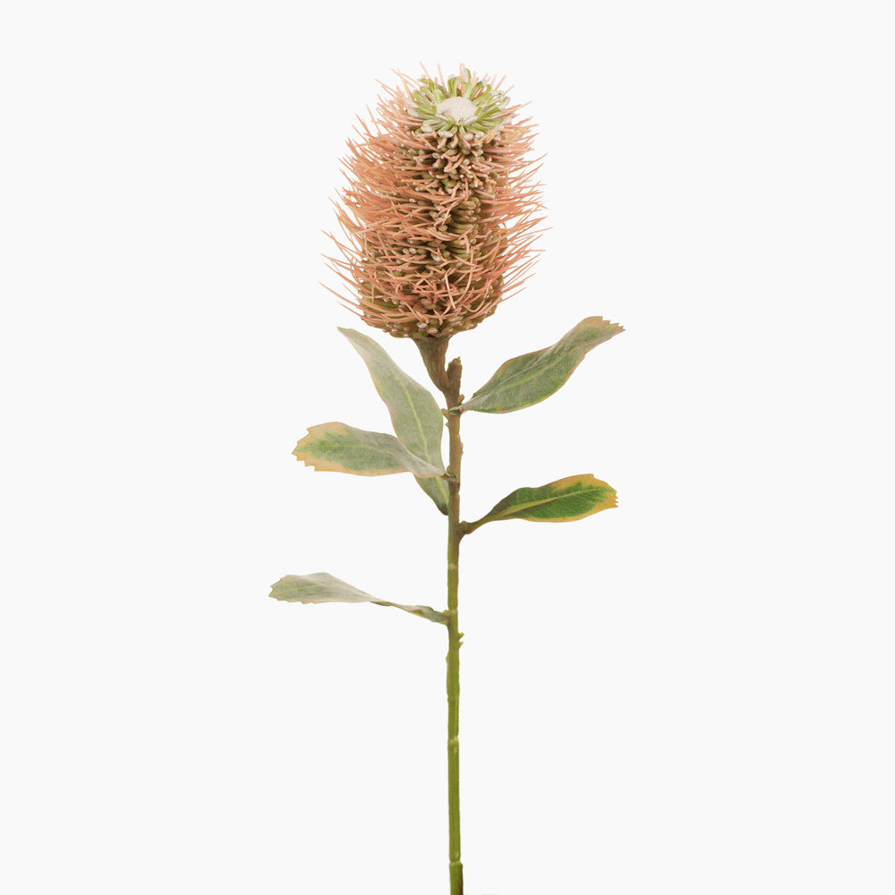 Leucospermum Hybrid (Pink) - Exotic Flowering Plant for Home Garden, Wedding Decor & Floral Arrangements