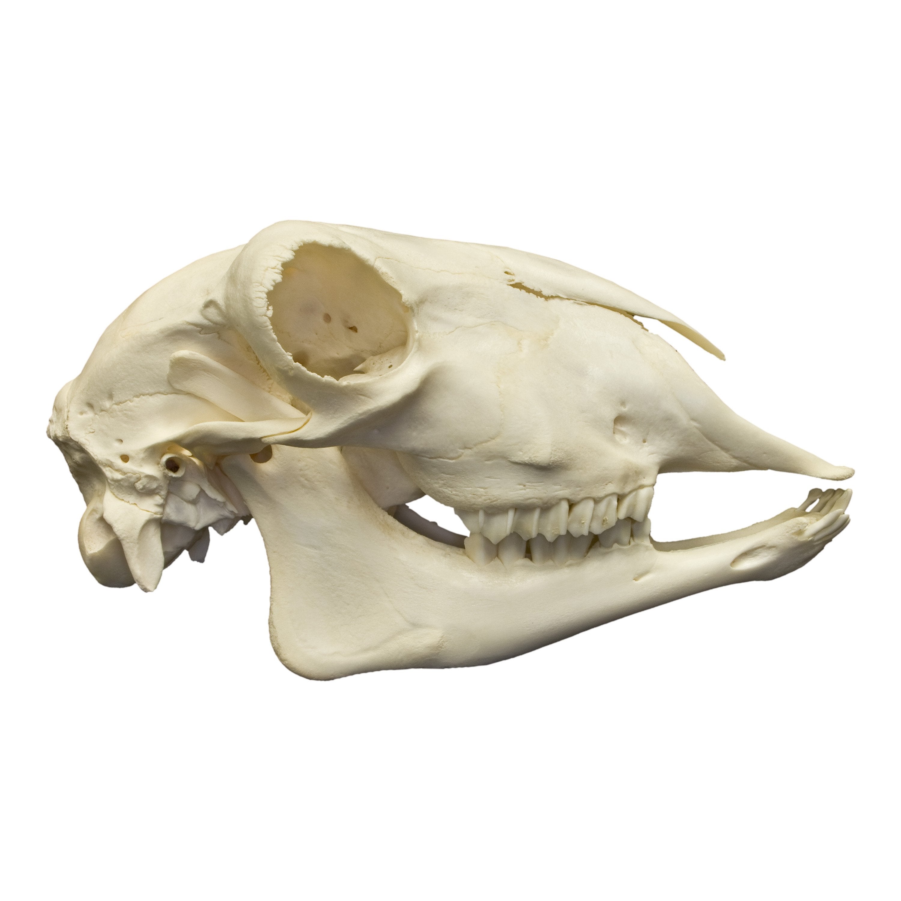 Real Sheep Skull - Authentic Animal Skull for Home Decor, Gothic Display, Halloween Props & Educational Use