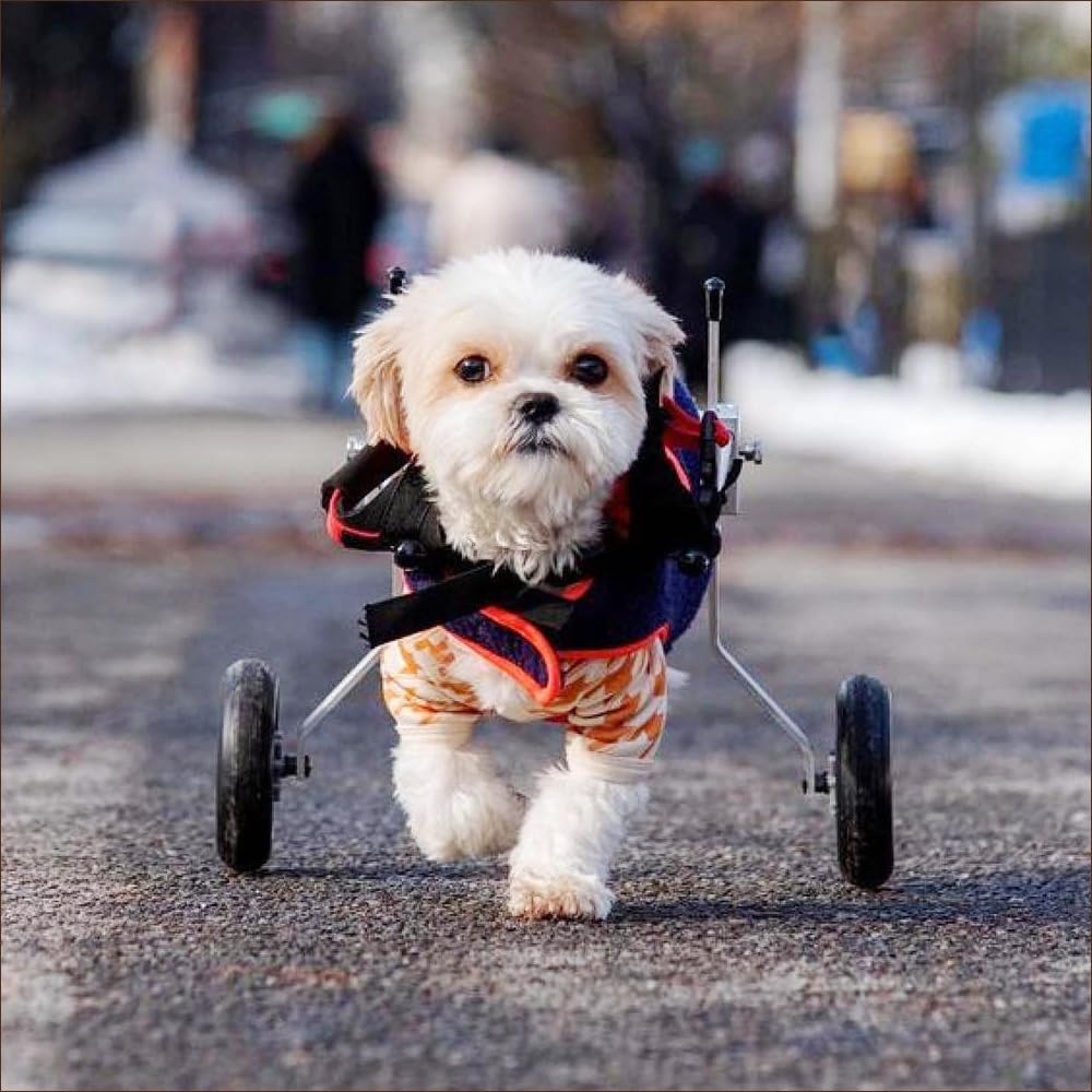 XX-Small Dog Wheelchair - Lightweight & Adjustable Mobility Aid for Small Dogs, Puppies, and Injured Pets - Perfect for Indoor Use, Outdoor Walks, and Rehabilitation
