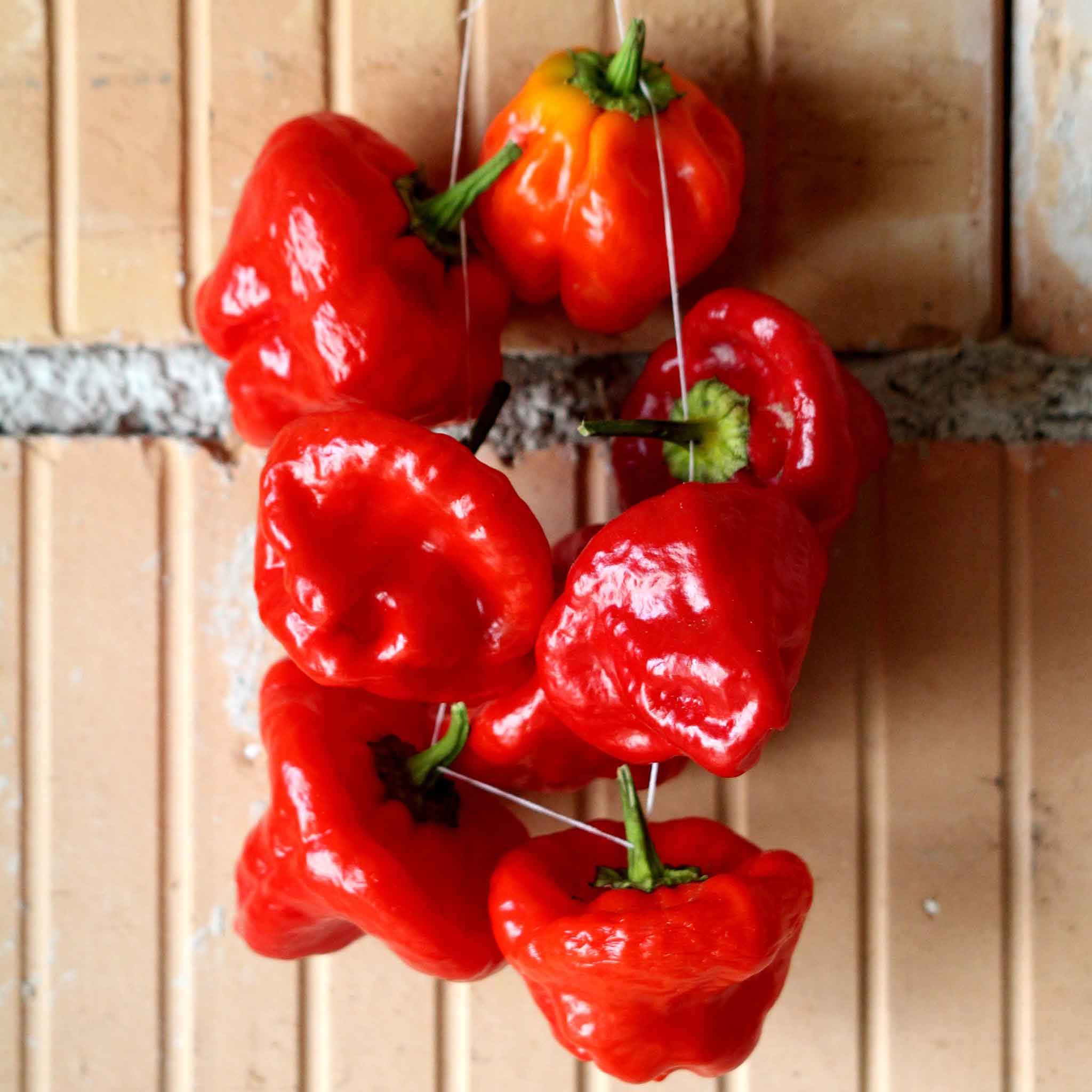 Eden Brothers Jamaica Hot Red Pepper Seeds - Spicy Heirloom Seeds for Cooking, Gardening & Homemade Hot Sauce