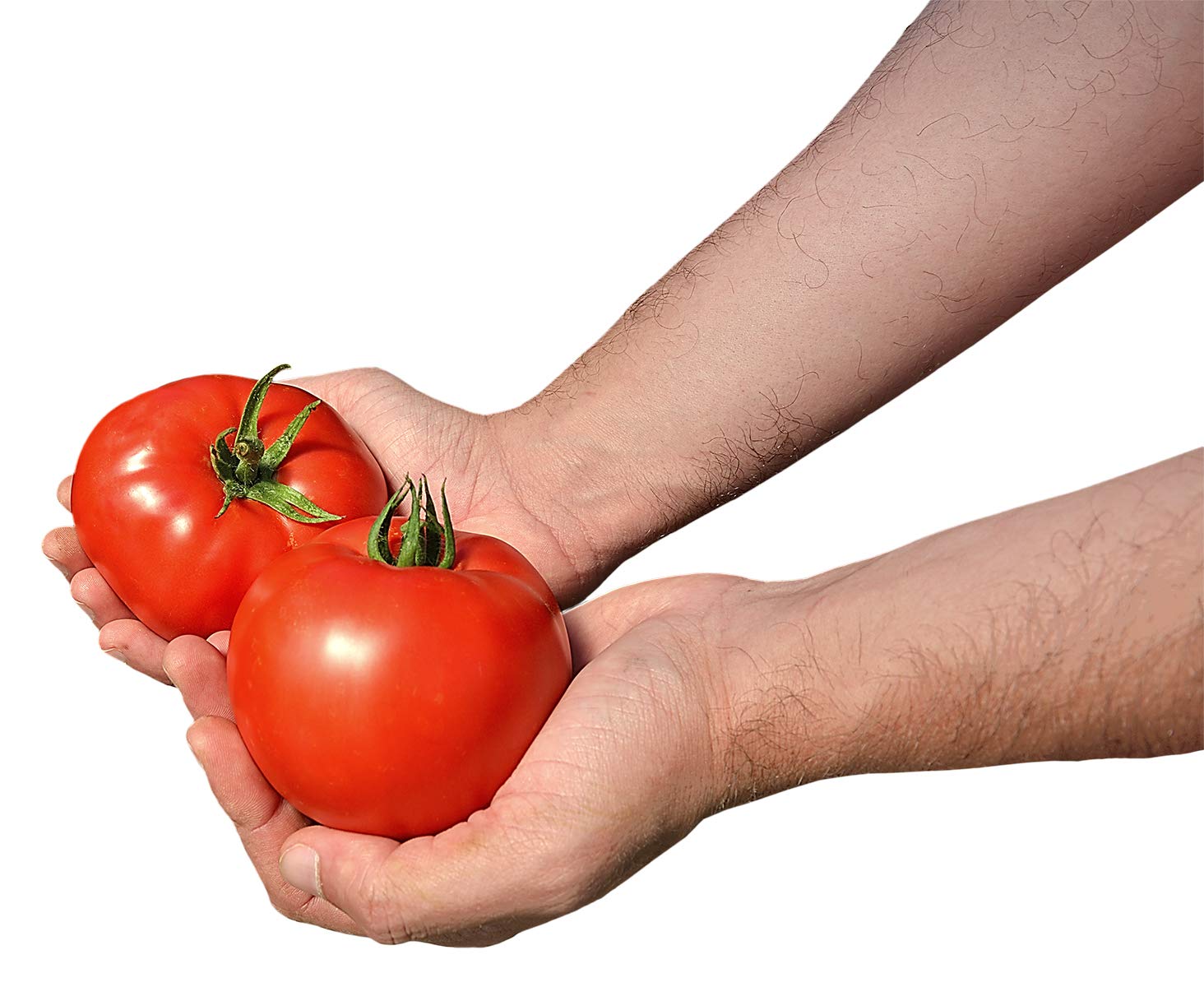Tomato Red Deuce Pelleted Seeds - 1,000 Count for Home Gardening, Vegetable Planting & Backyard Farming - High Yield Tomato Seeds for Fresh Salads, Sauces & Canning