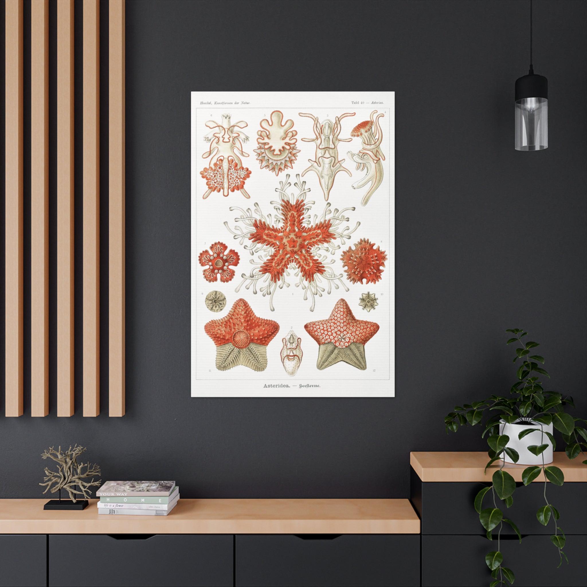 Ernst Haeckel Asteridea Seesterne Starfish Art Print - Premium Canvas Wall Decor for Living Room, Bedroom & Office