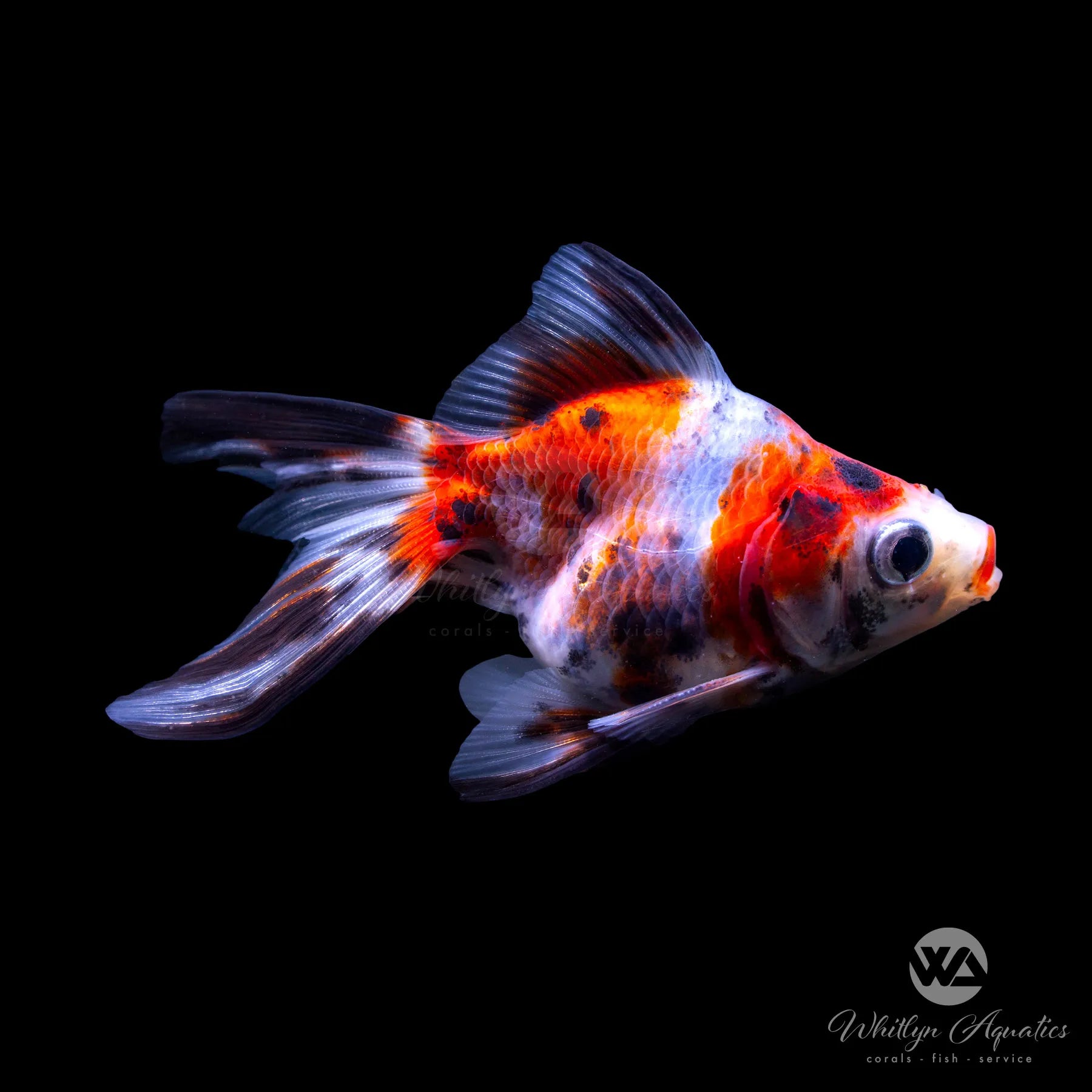 Ryukin Goldfish - Assorted Colors | Premium Freshwater Aquarium Fish for Home & Office Tanks | Perfect for Beginners & Experienced Fish Keepers