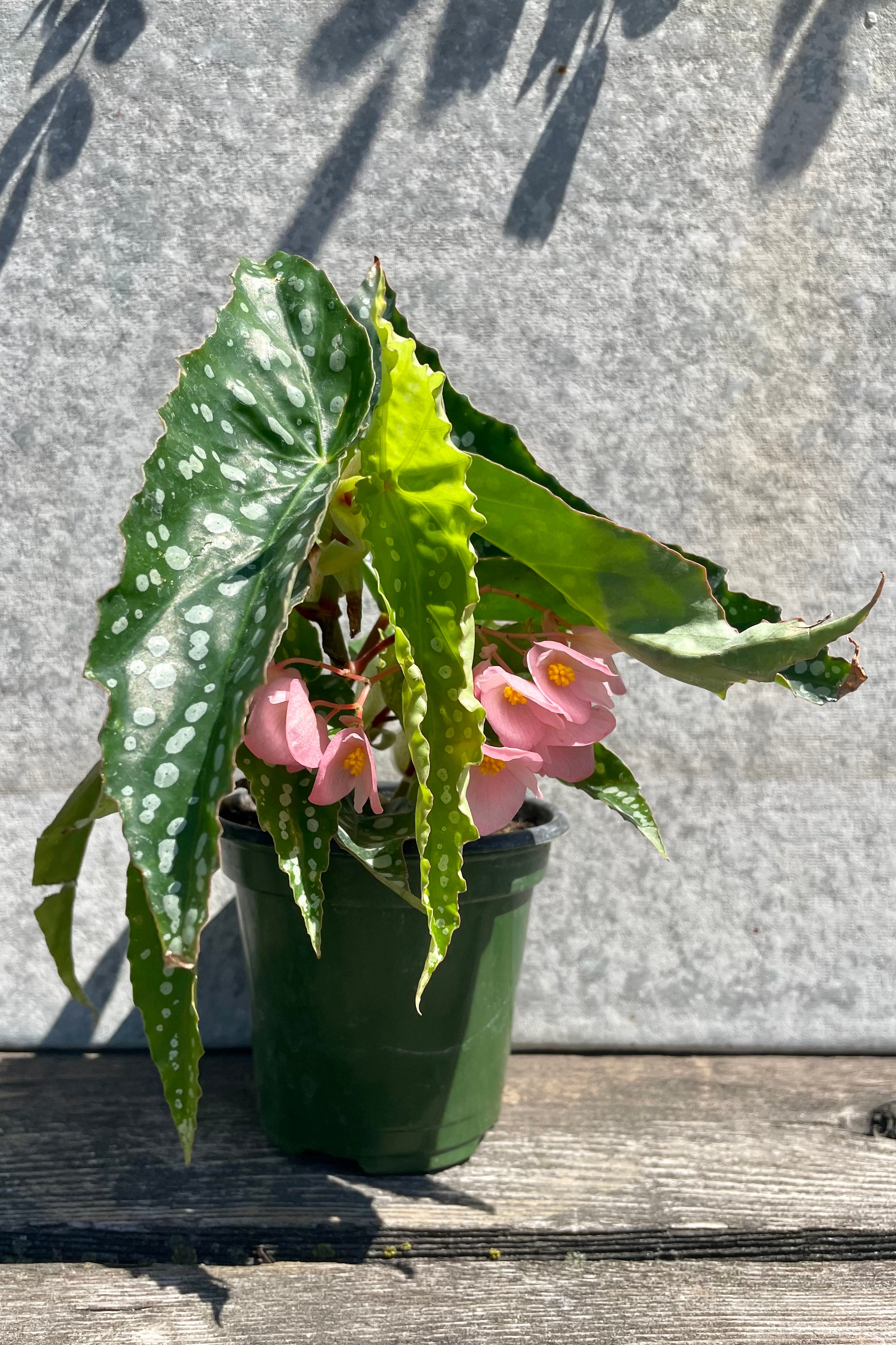 Begonia x 'My Special Angel' 4