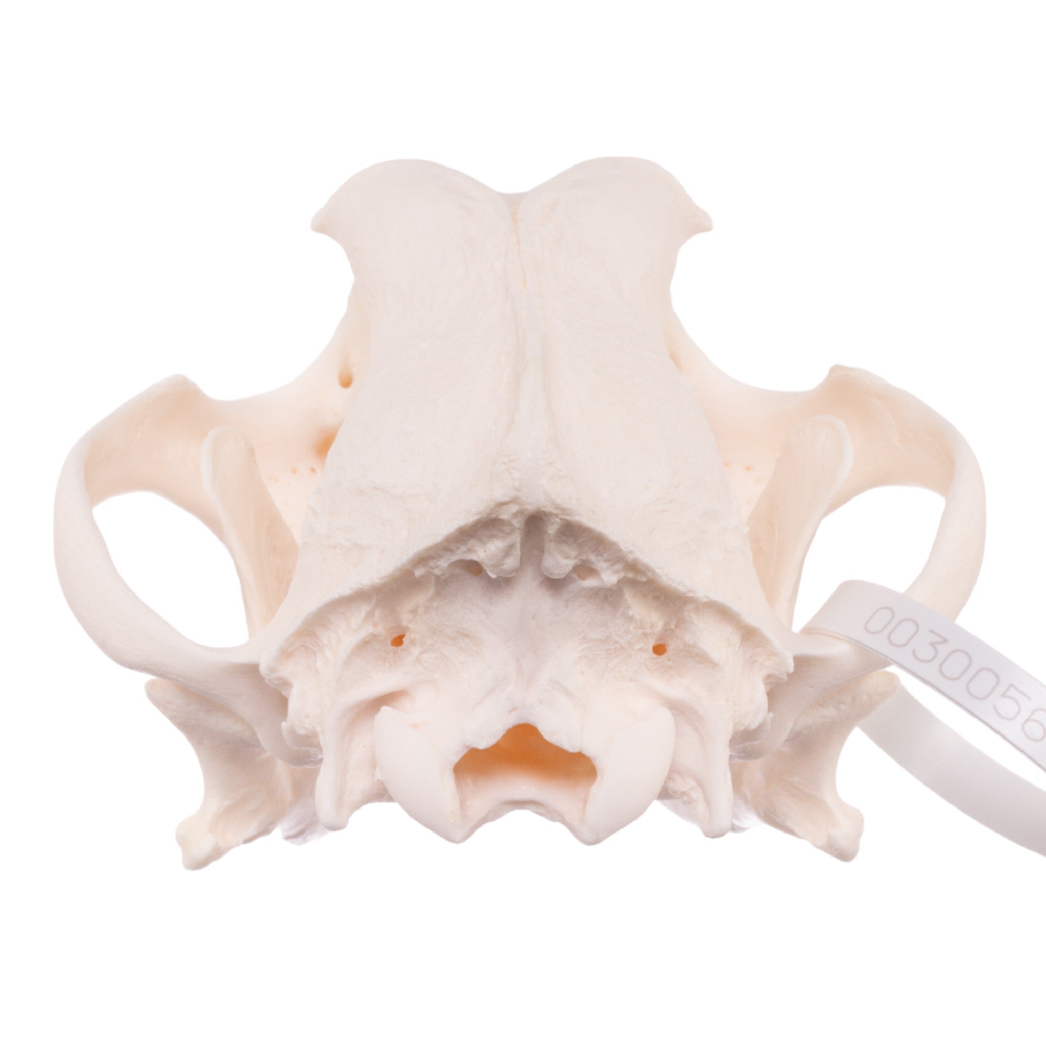 Authentic Rottweiler Dog Skull - Real Domestic Canine Specimen for Veterinary Study, Taxidermy & Halloween Decor