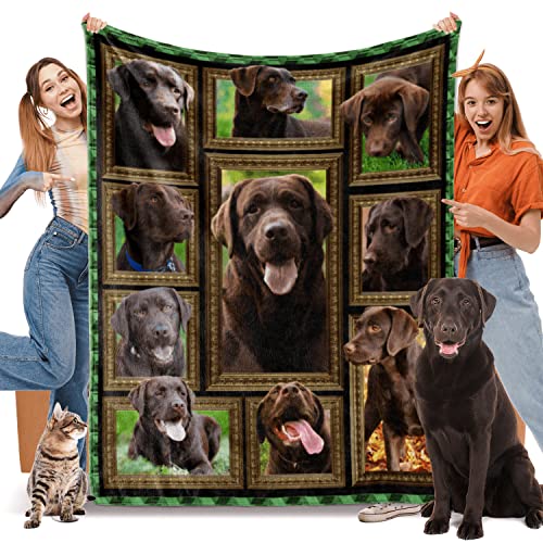 Chocolate Labrador