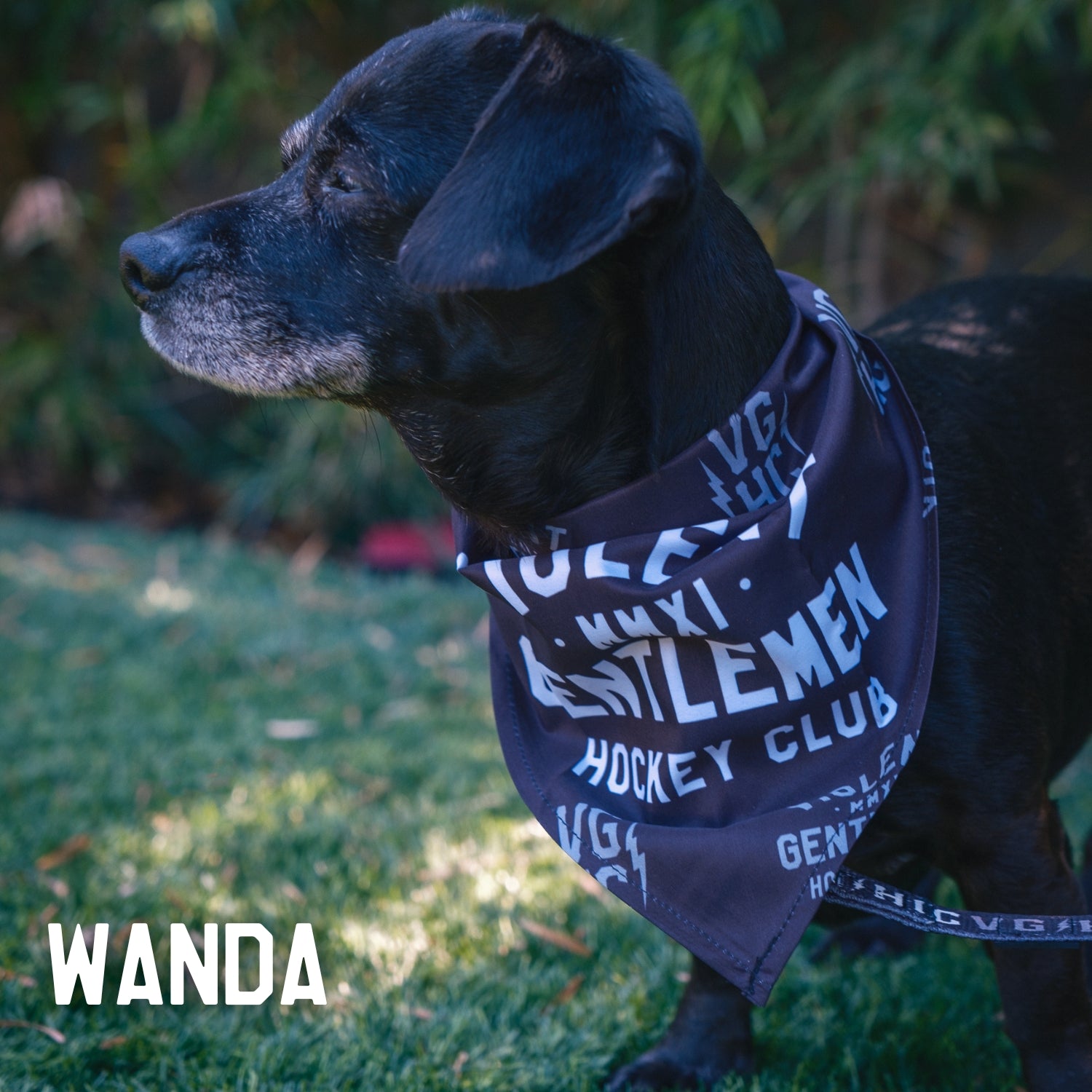 Premium Dog Bandana - Customizable Pet Bandana for Dogs & Cats - Perfect for Pet Grooming, Photos & Special Occasions