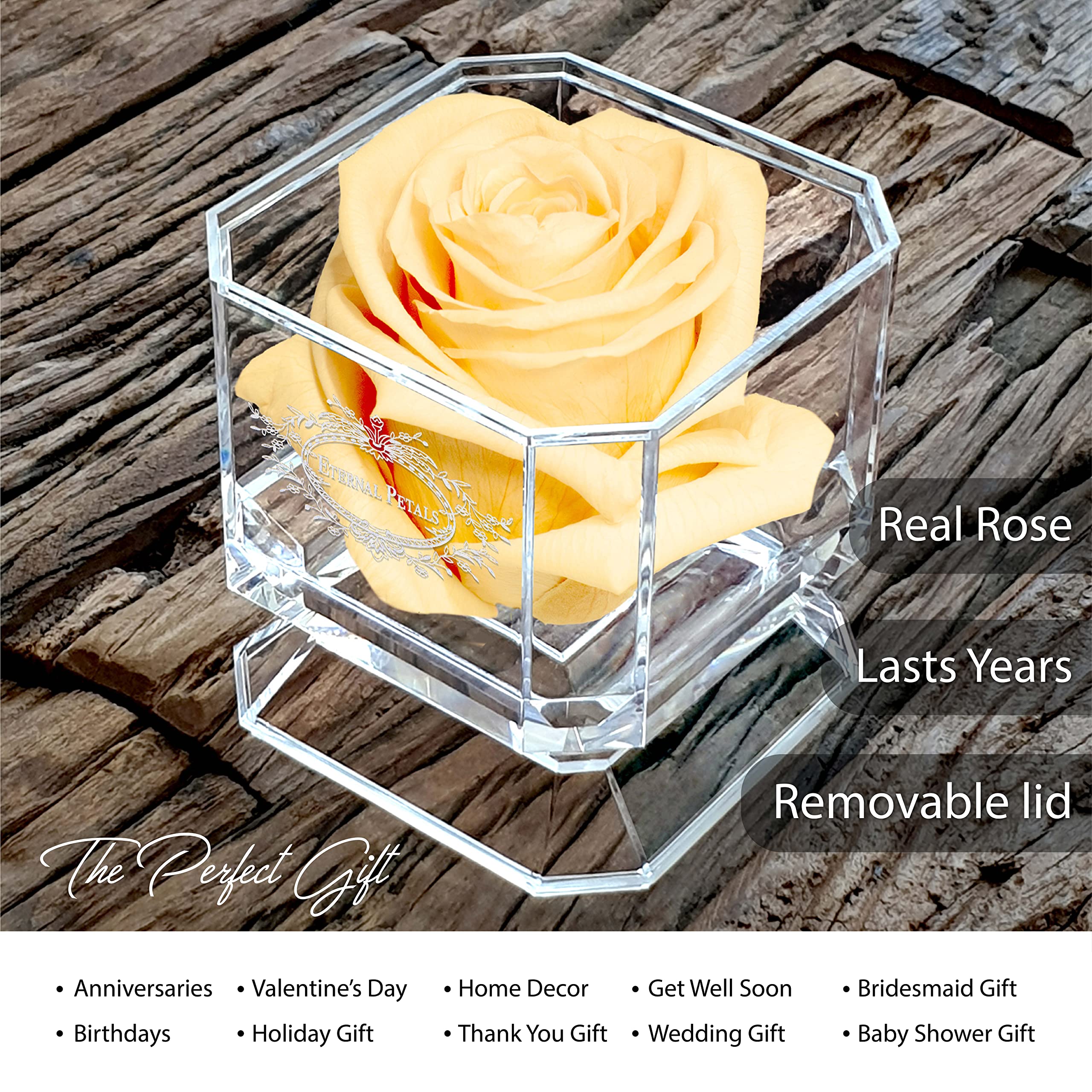 Eternal Petals Real Preserved Rose That Lasts 1 Year+ | Handmade in London | 24K White Gold Champagne Rose Gift | Perfect for Anniversaries, Valentine's Day & Romantic Occasions