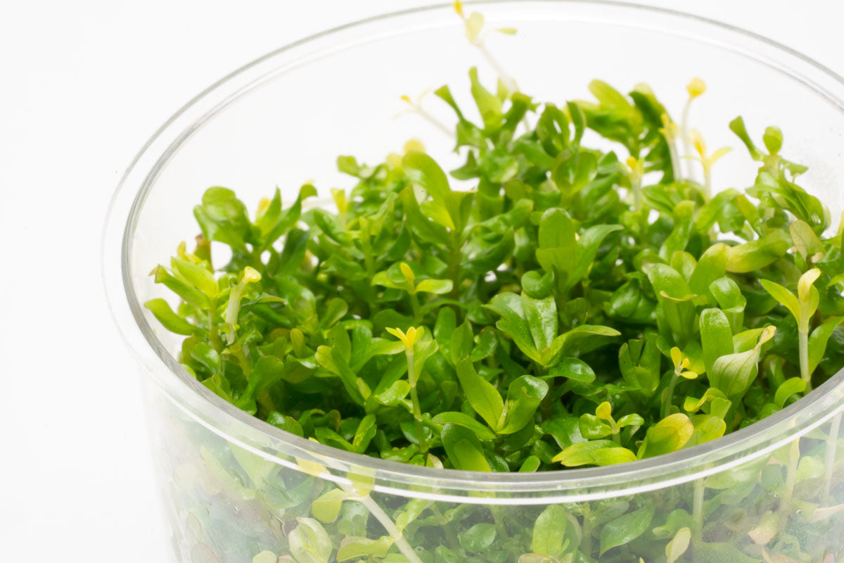 Rotala Manipurensis Live Aquarium Plant - Tissue Culture Cup for Freshwater Fish Tanks | Perfect for Aquascaping, Nano Tanks & Shrimp Habitats