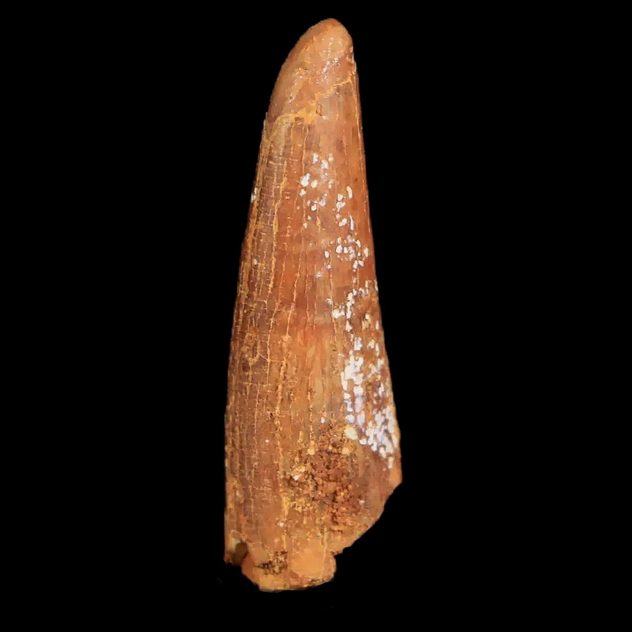 Authentic Pterosaur Coloborhynchus Fossil Tooth - Upper Cretaceous Period - Morocco - Includes COA & Display Case - Perfect for Paleontology Collectors & Home Decor