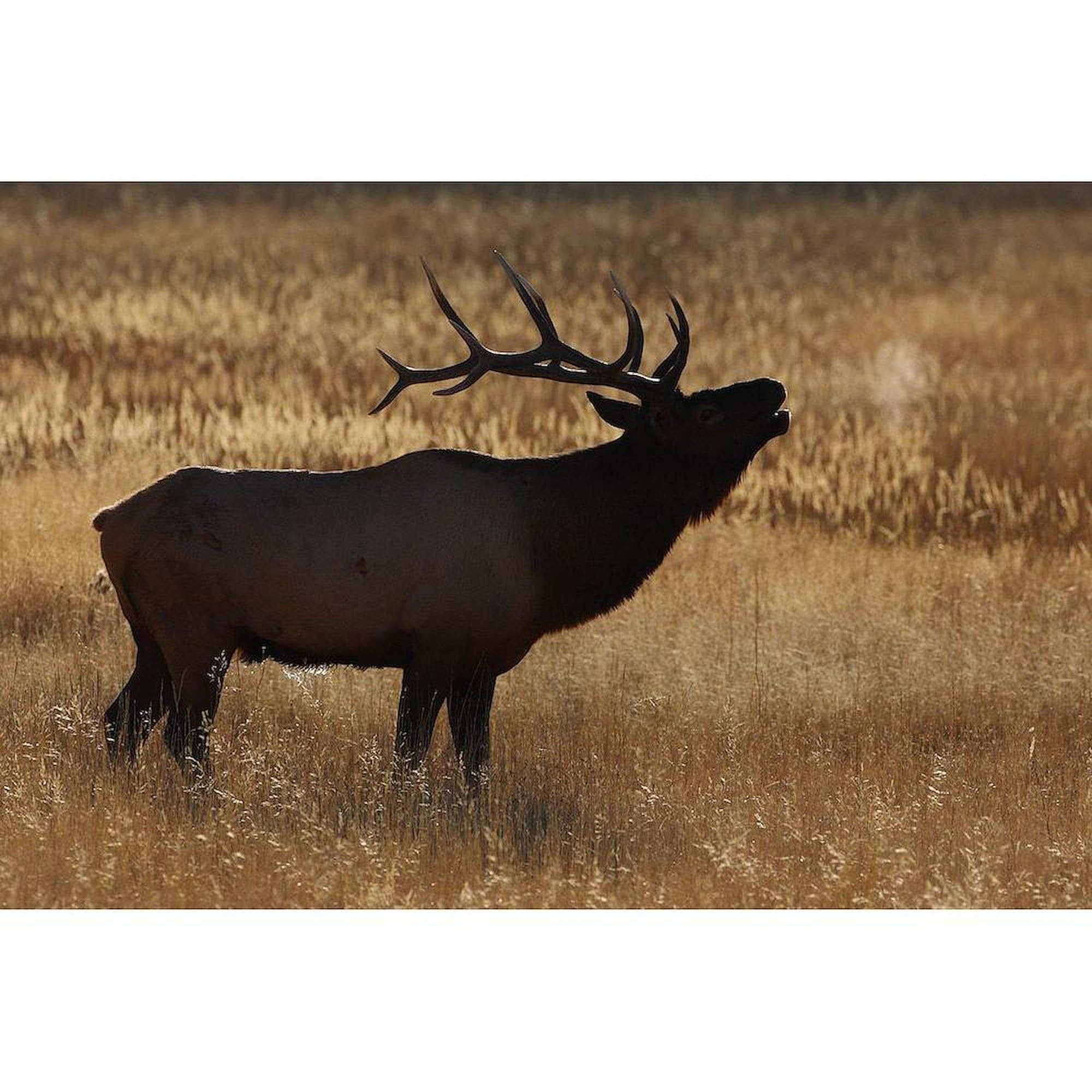 Elk Bugling Ceramic Coffee Mug 11 oz (325 ml) - Perfect for Camping, Hunting & Outdoor Enthusiasts - CafePress