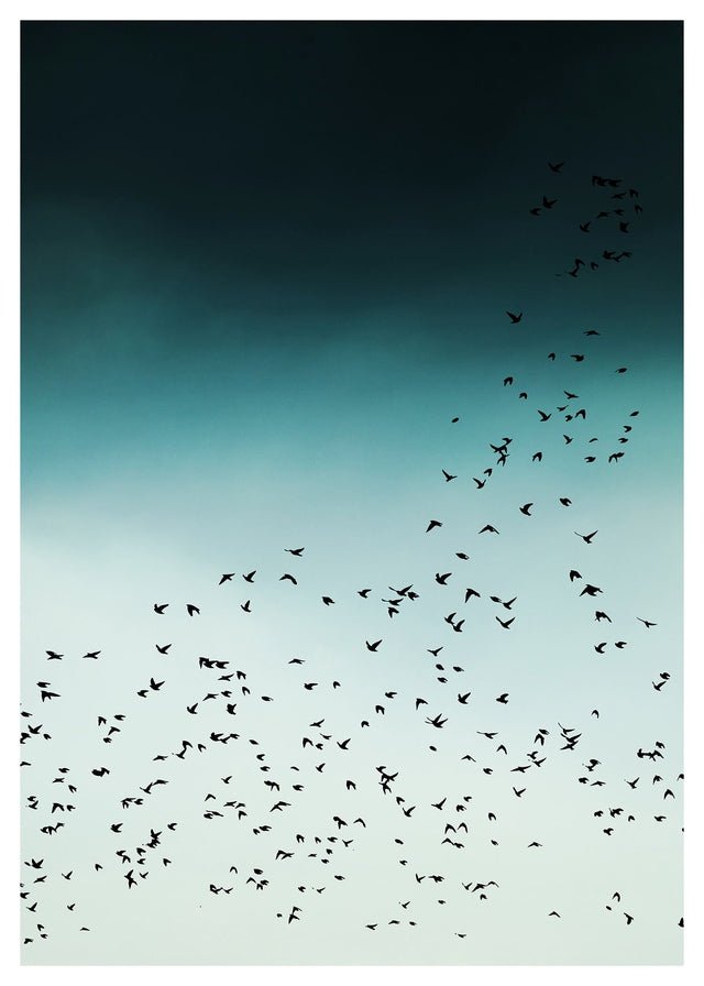 Birds In Flight Wall Art Print - Stunning Nature Photography for Home & Office Decor | Perfect for Living Room, Bedroom, or Office Spaces