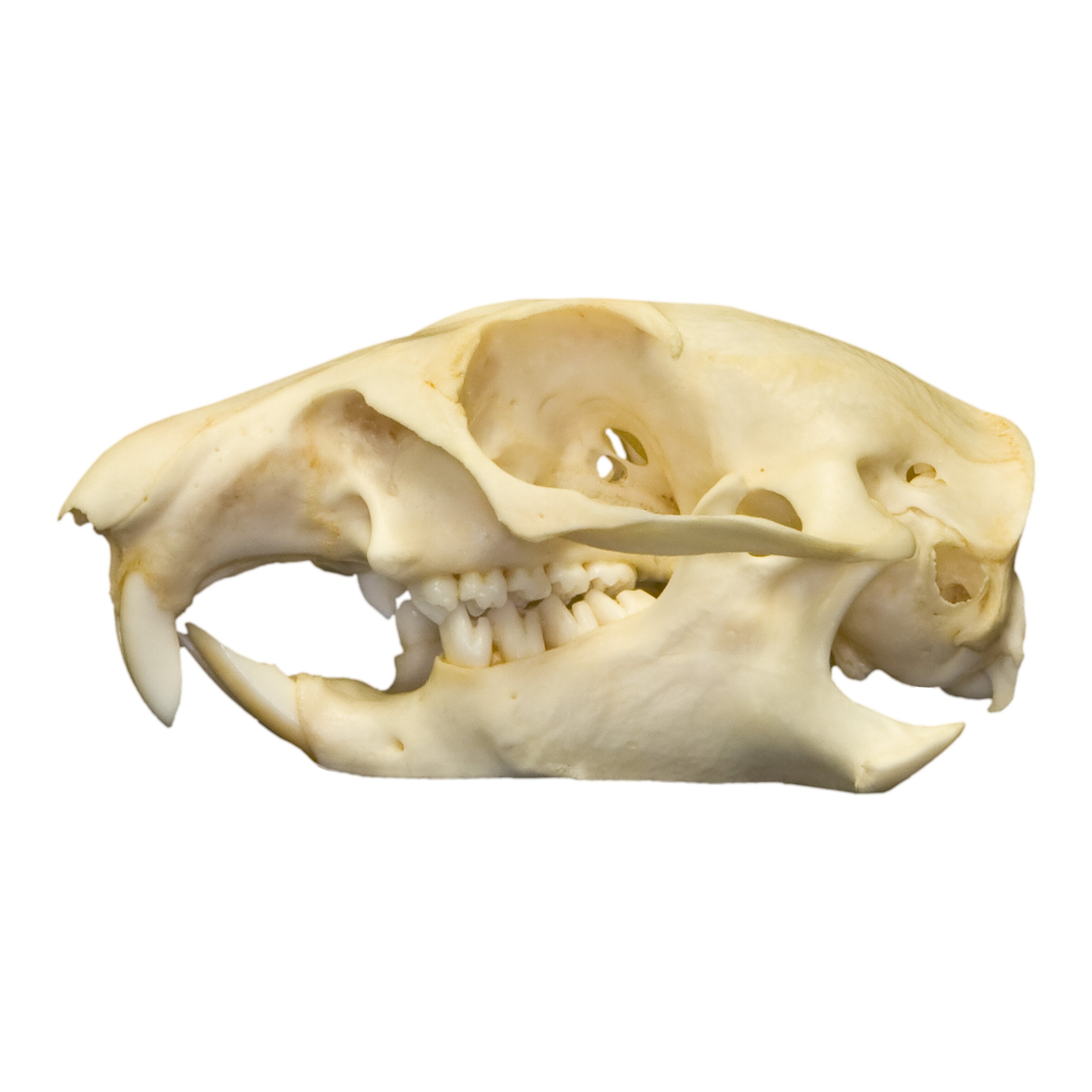 Authentic Prairie Dog Skull - Taxidermy Specimen for Science, Education & Collectors - Perfect for Biology Classrooms, Nature Displays & Oddity Collections