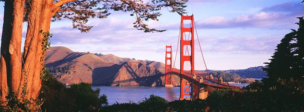 Golden Gate Bridge San Francisco Peel & Stick Wall Mural with Tree - 72