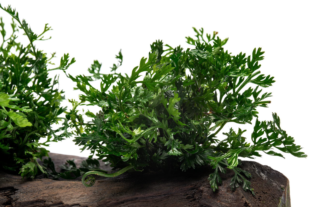 Bolbitis Difformis ‘Mini’ Aquatic Plant for Aquarium - Perfect for Driftwood Decoration & Nano Tanks | Enhance Your Underwater Scenery