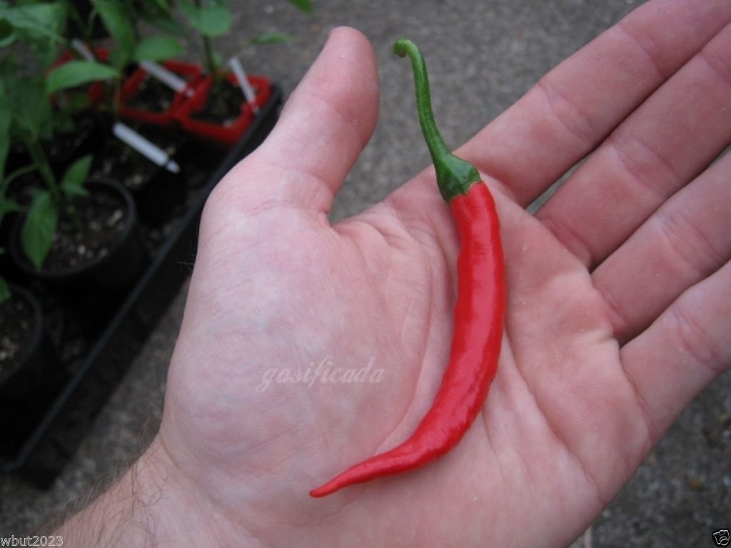 Guntur Sannam Chilli Pepper Seeds (20 Count) - Authentic Indian Heirloom Variety for Home Gardening | Perfect for Spicy Dishes, Hot Sauces & Ethnic Cooking