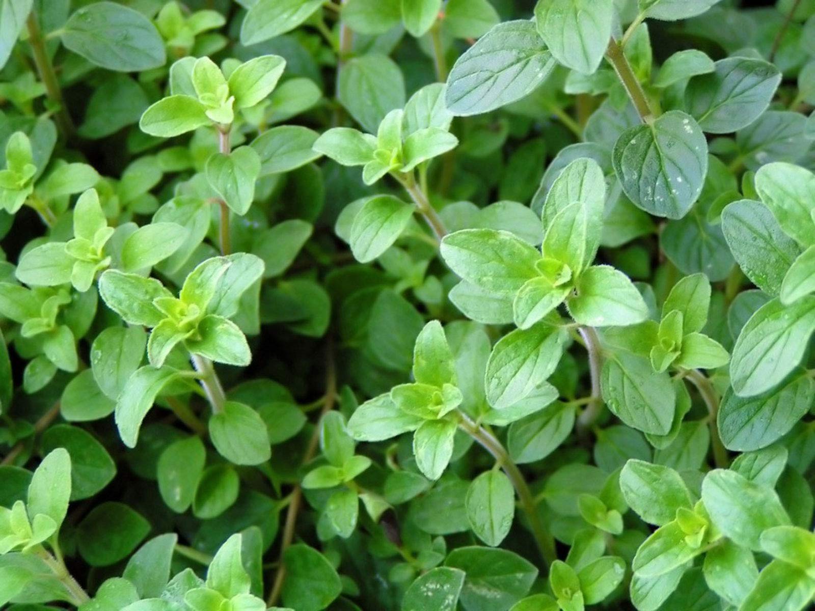 Organic Oregano Seeds - 25 Count Pack for Home Gardening | Non-GMO, Heirloom, Easy to Grow | Perfect for Indoor Herb Gardens, Cooking & Seasoning