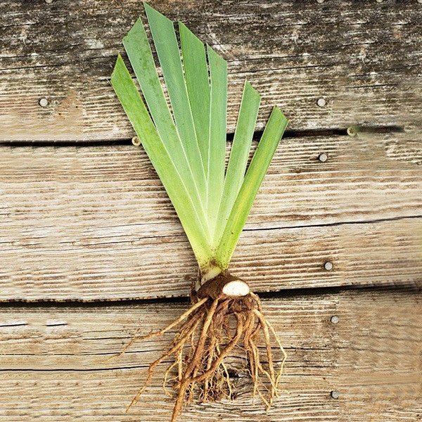 Bare Root Monterey Iris (Iris x germanica cv.) - Perennial Flowering Plant for Gardens, Landscaping & Cut Flower Arrangements