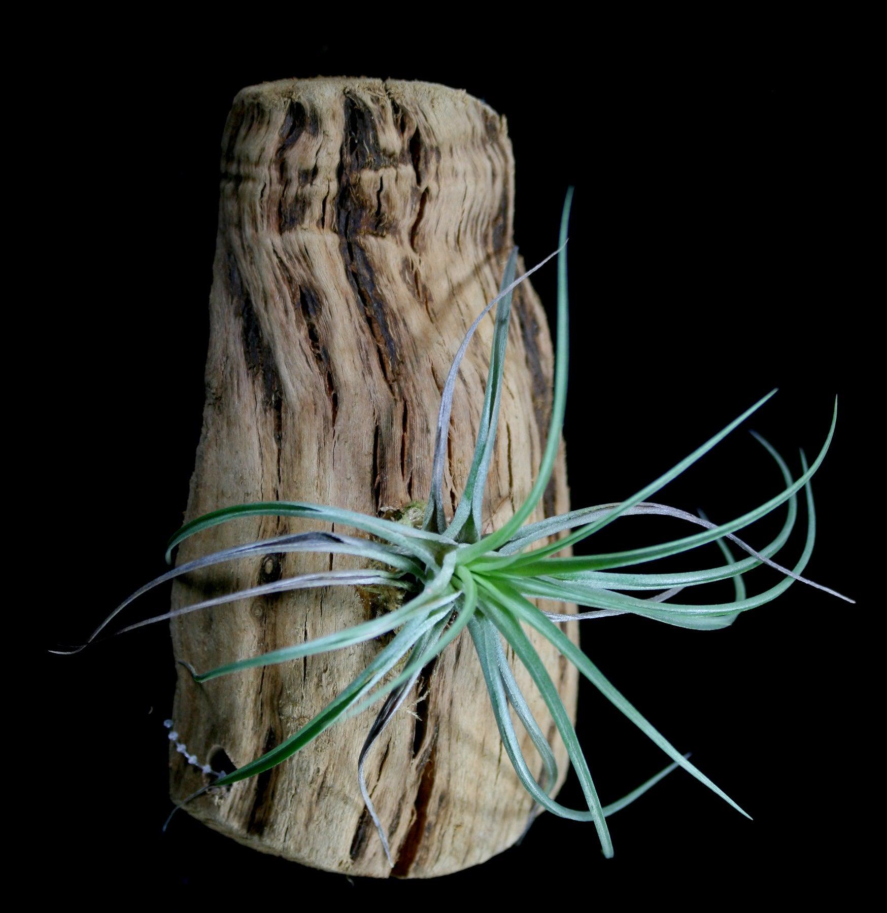 Live Air Plant Tillandsia Mounted on Natural Grape Wood - Perfect for Home Decor, Office Desk & Terrarium Displays