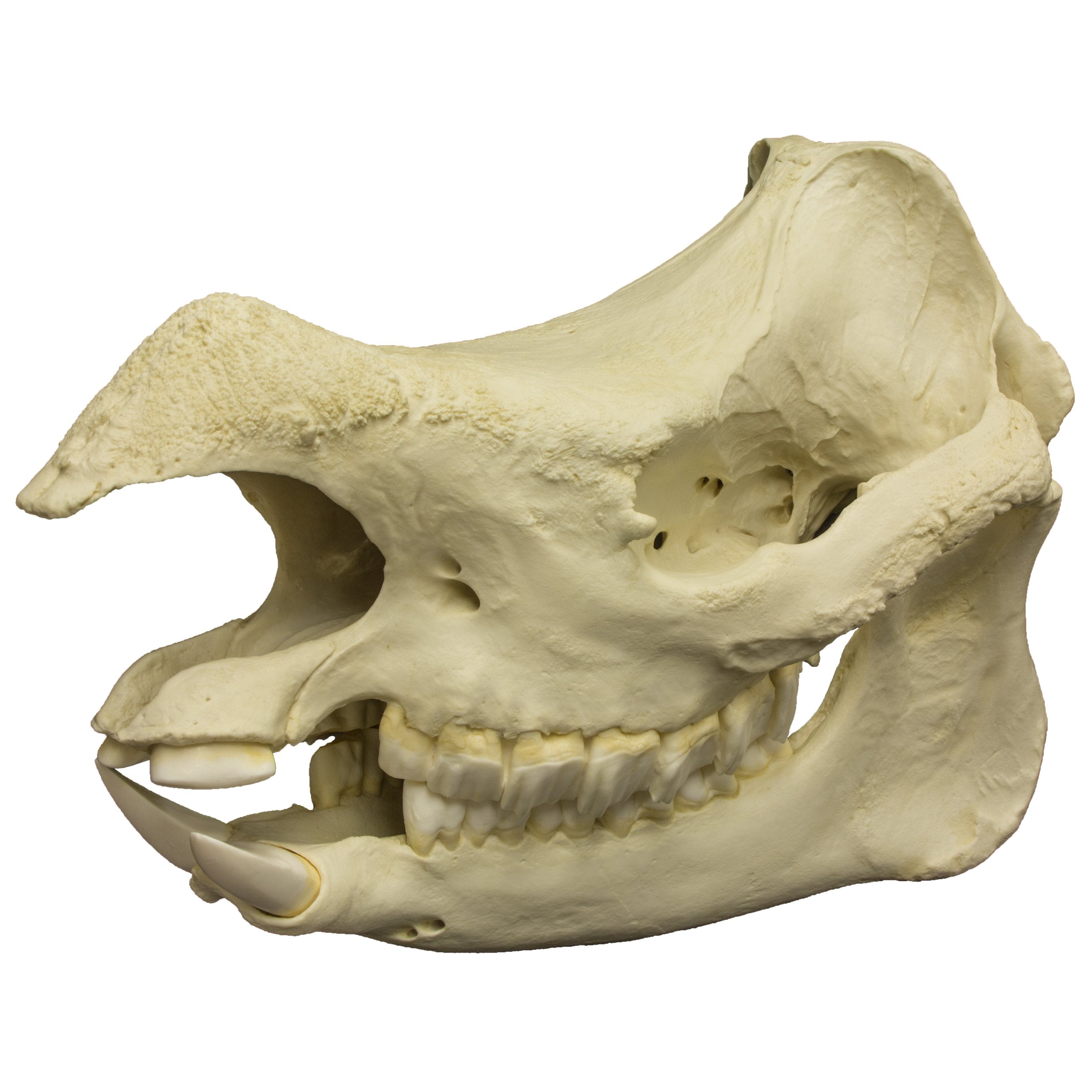 Replica Javan Rhinoceros Skull - Lifelike Animal Skull Decor for Home, Office & Halloween Display - Perfect for Gothic Decor, Science Education & Taxidermy Enthusiasts