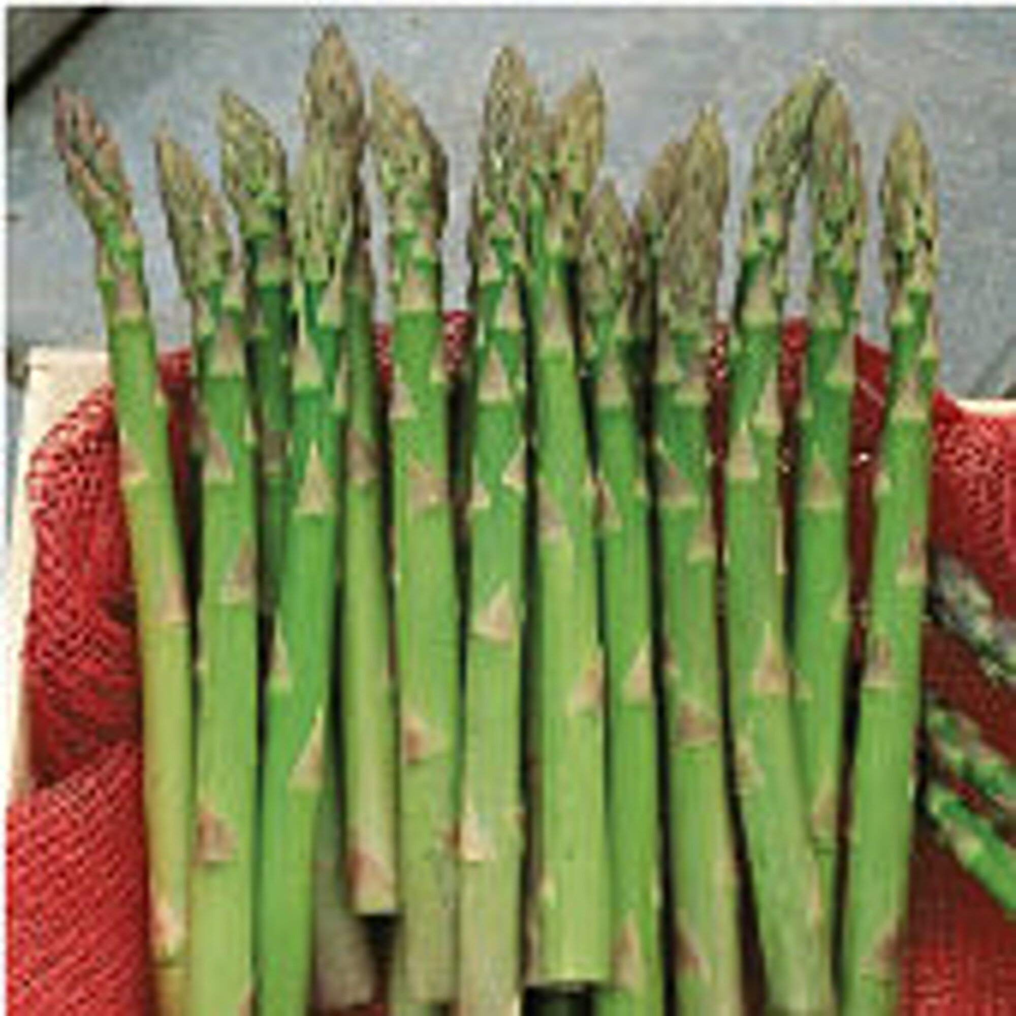 Premium Jersey Giant Asparagus Seeds - 25+ Heirloom, Non-GMO Seeds for Vegetable Garden | High-Yield Perennial Plant for Home Gardening & Farm Planting | Perfect for Raised Beds, Containers & Backyard Harvests