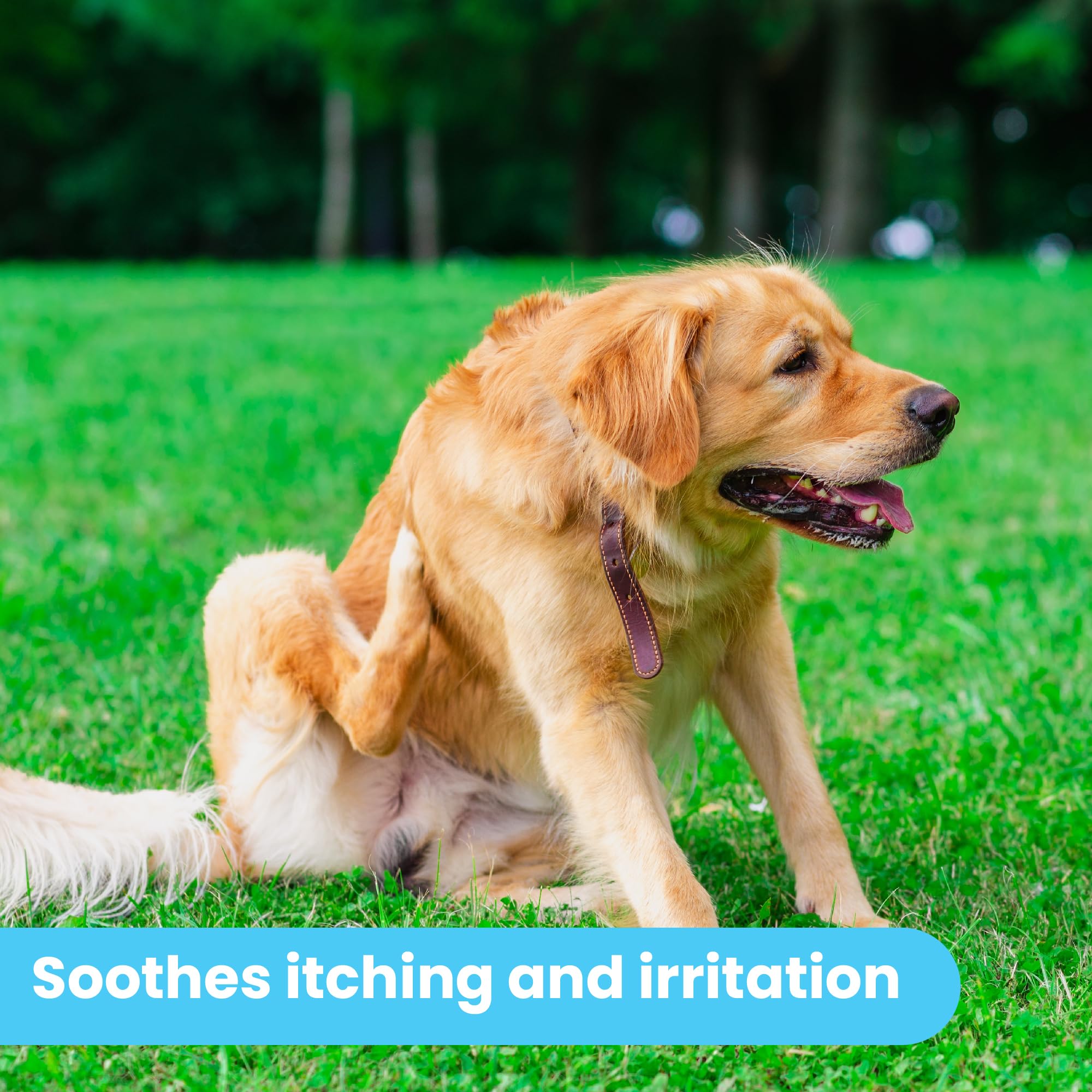 Organic Pawtitas Itch Soothing Dog Balm - Instant Relief for Itchy Skin, Hot Spots, Rashes & Dry Coat - Made with Almond Oil & Goldenseal - 1.75oz - Soothes Puppy Skin Irritations After Bathing, Grooming or Outdoor Activities