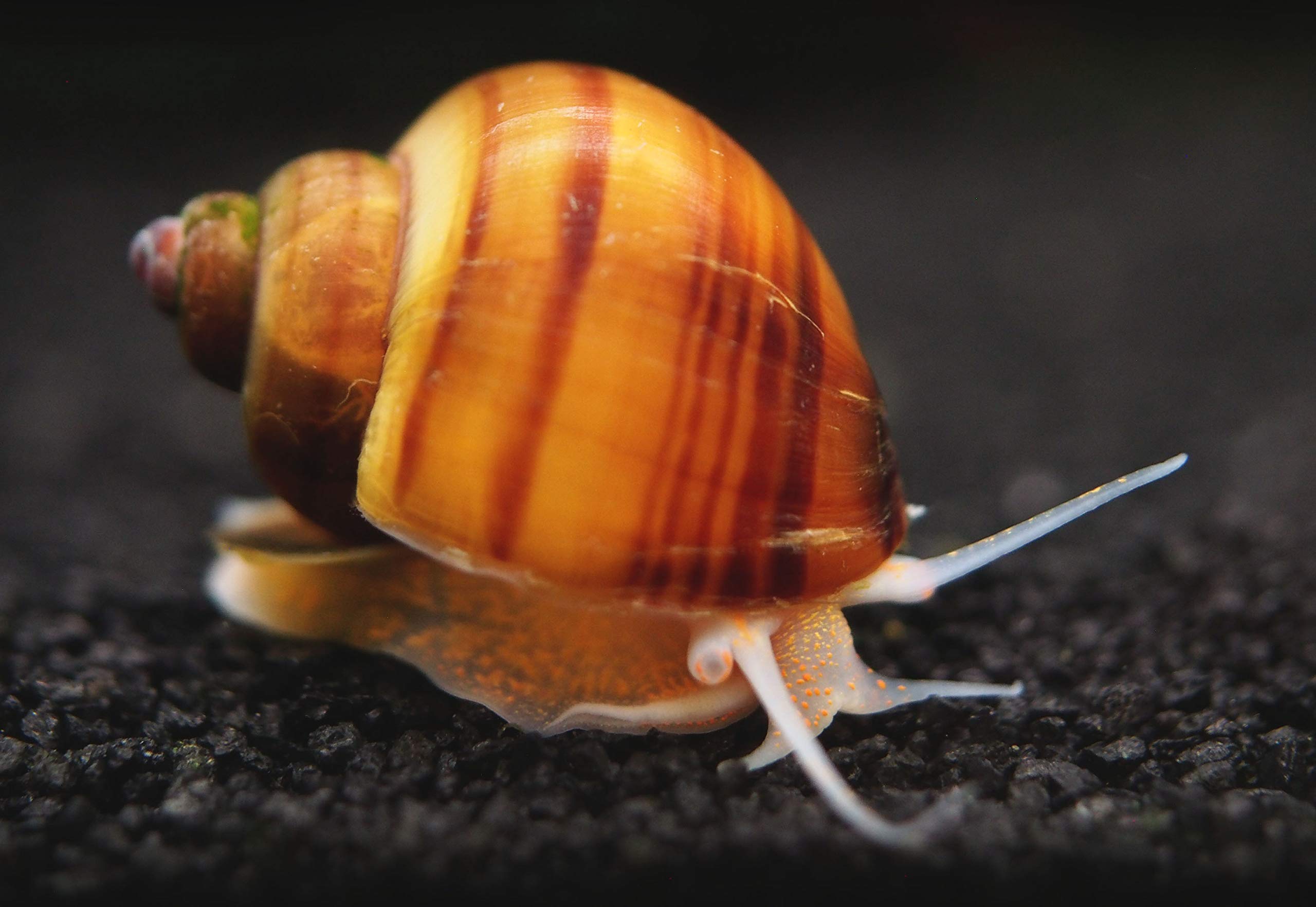 30 Live Albino Mystery Snails for Freshwater Aquariums | Biofilm Eater & Tank Cleaner | Nano Fish Tank Pets | Glass Cleaning Snails | Aquarium Decorations for Home & Office Use
