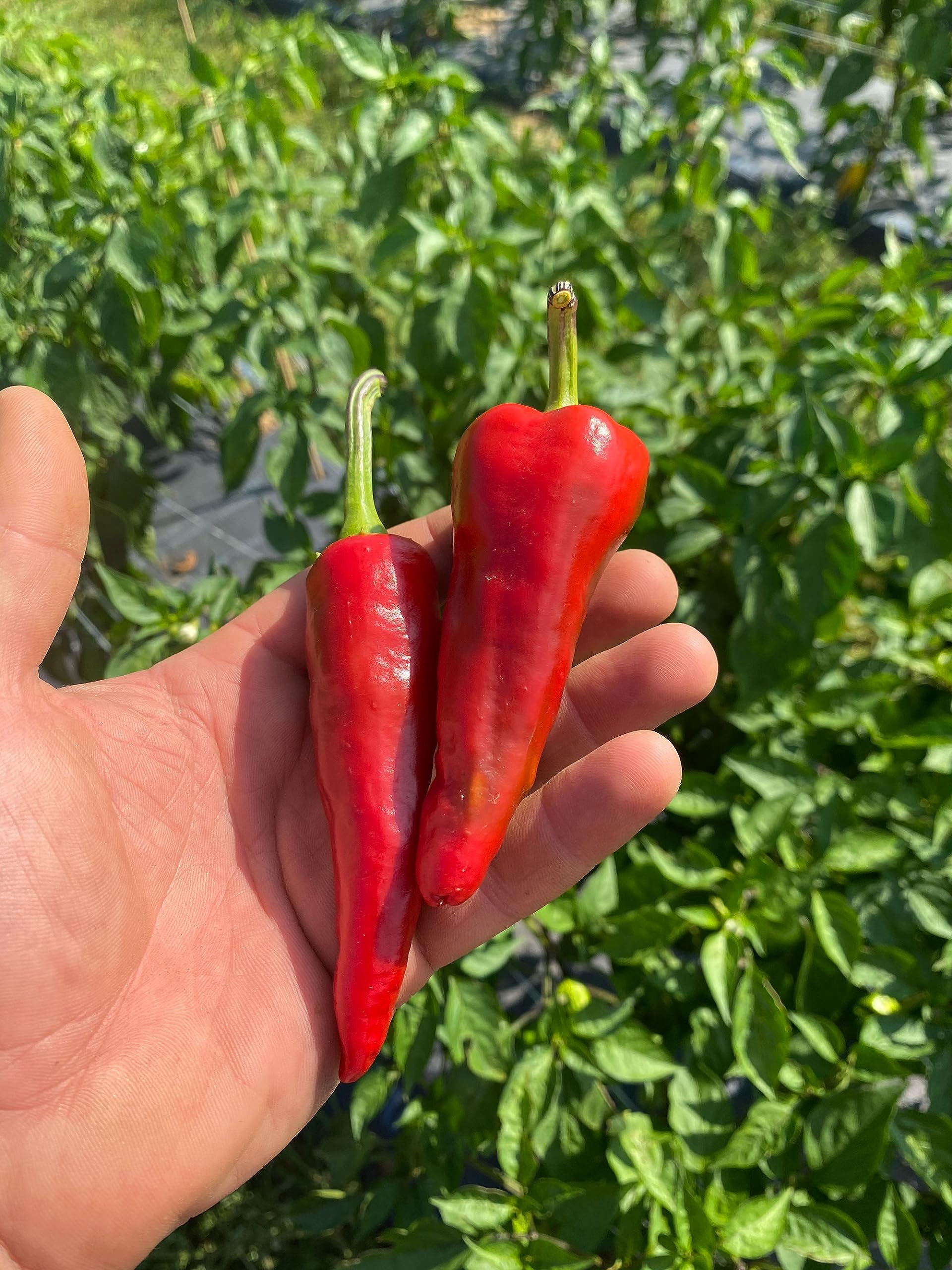 Tesuque Hot Sauce - Small Batch, All Natural, Gluten Free, Low Sugar, Medium Heat - Made with Rare Red Peppers - 6.7oz (200ml) - Perfect for Marinades, Tacos, Burgers & Everyday Meals