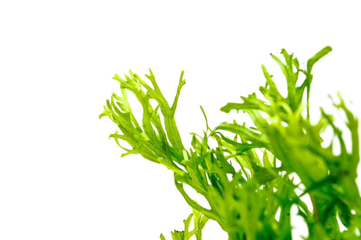 Microsorum Pteropus 'Windelov' Java Fern - Live Aquatic Plant for Freshwater Aquariums, Perfect for Fish Tanks & Aquascaping
