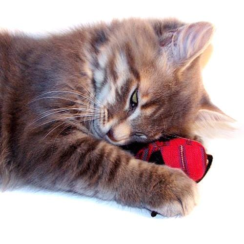 Organic Catnip Mice Toys for Cats - Natural & Safe Catnip Stuffed Mice for Play & Training - Perfect for Indoor & Outdoor Playtime