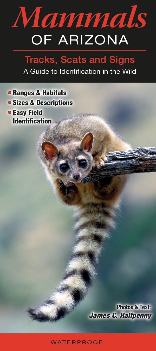 Arizona Mammals Guide: Native Wildlife Species & Habitats for Nature Lovers & Outdoor Enthusiasts