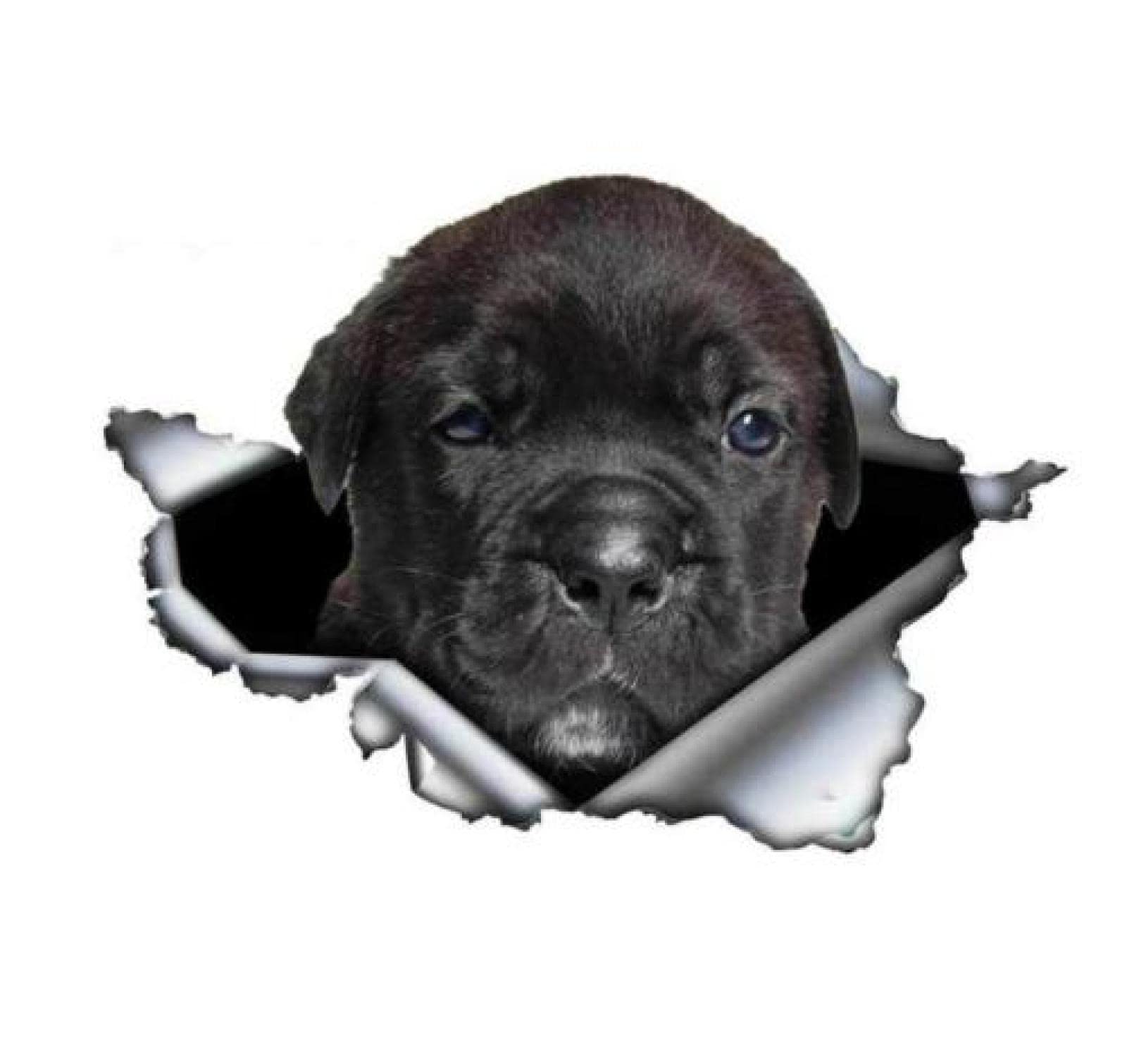 Funny Car Stickers for Dogs - 2Pcs Reflective Waterproof Decals (20cm Black Cane Corso Design) | Torn Metal Style Pet Car Decals for SUV, Truck & Vehicle Window Decor