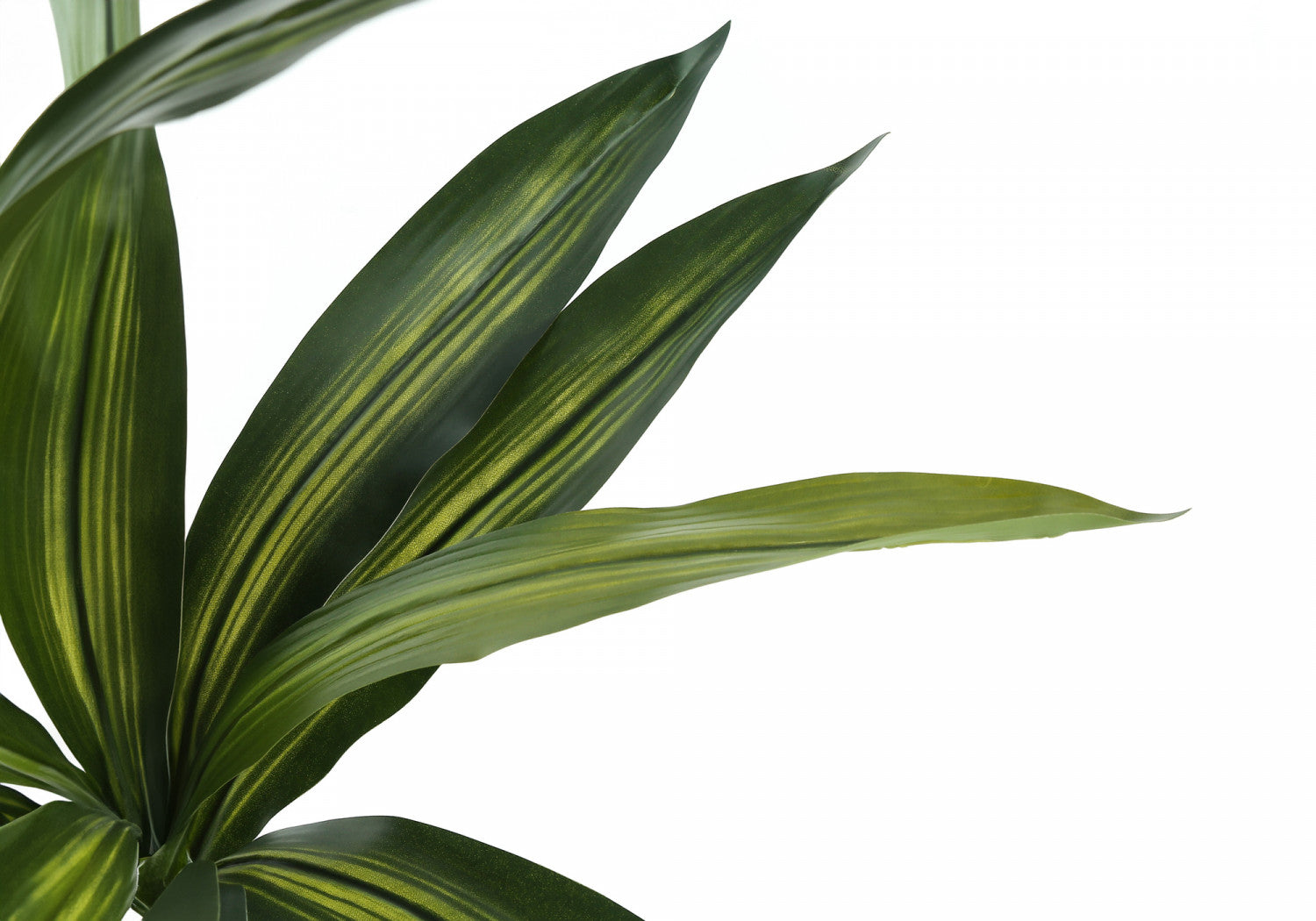 51 Dracaena Plant in 5 Black Pots - Indoor Houseplant for Home & Office Decor - Perfect for Living Room, Bedroom, or Workspace