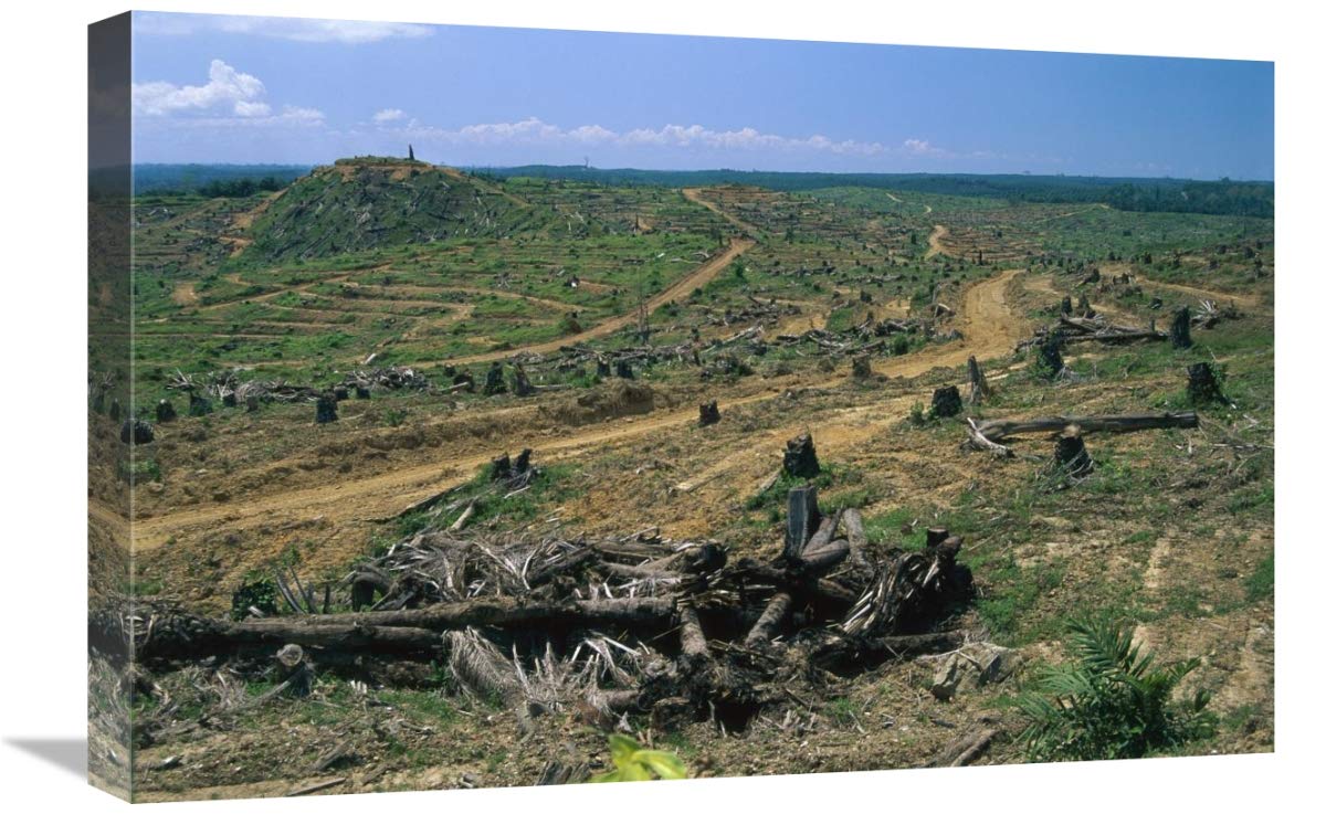 Global Gallery Rainforest Deforestation for Oil Palm Plantation Canvas Art Print - Sabah, Borneo, Malaysia Landscape Wall Decor - 24x16 Inches - Perfect for Eco-Conscious Home & Office Decor