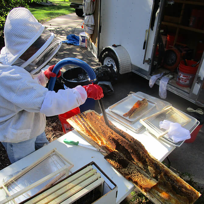 Colorado Bee Vacuum - Beekeeping Equipment for Safe & Efficient Honey Bee Removal | Ideal for Beekeepers, Farmers & Gardeners