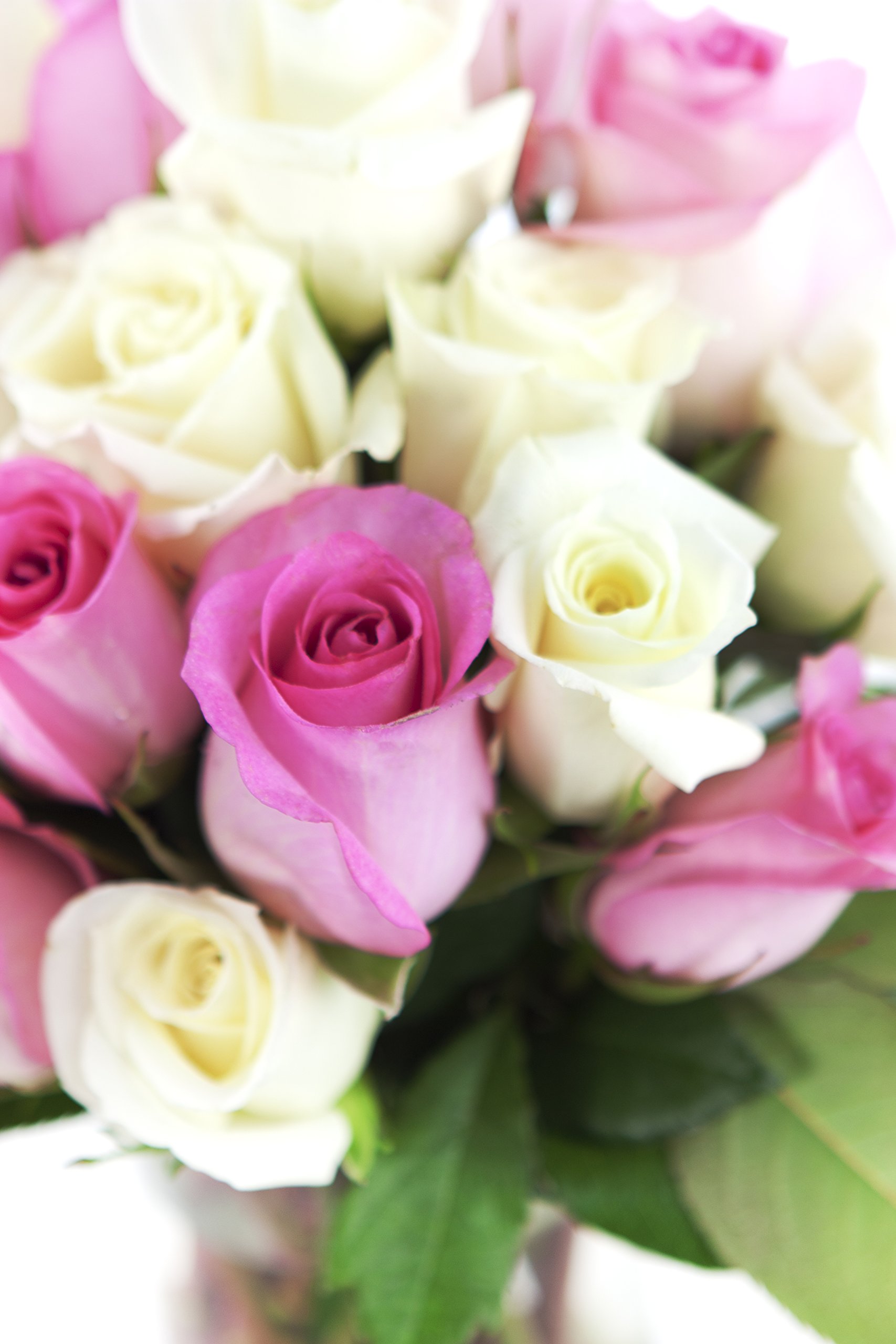 KaBloom Fresh Pink & White Roses (24 Stems) with Vase - Premium Mother's Day Flowers for Next Day Delivery | Perfect Gift for Birthdays, Valentine's, Get Well Soon, Thank You & Special Occasions | Ideal for Home Decor, Wedding Centerpieces & Romantic Surprises