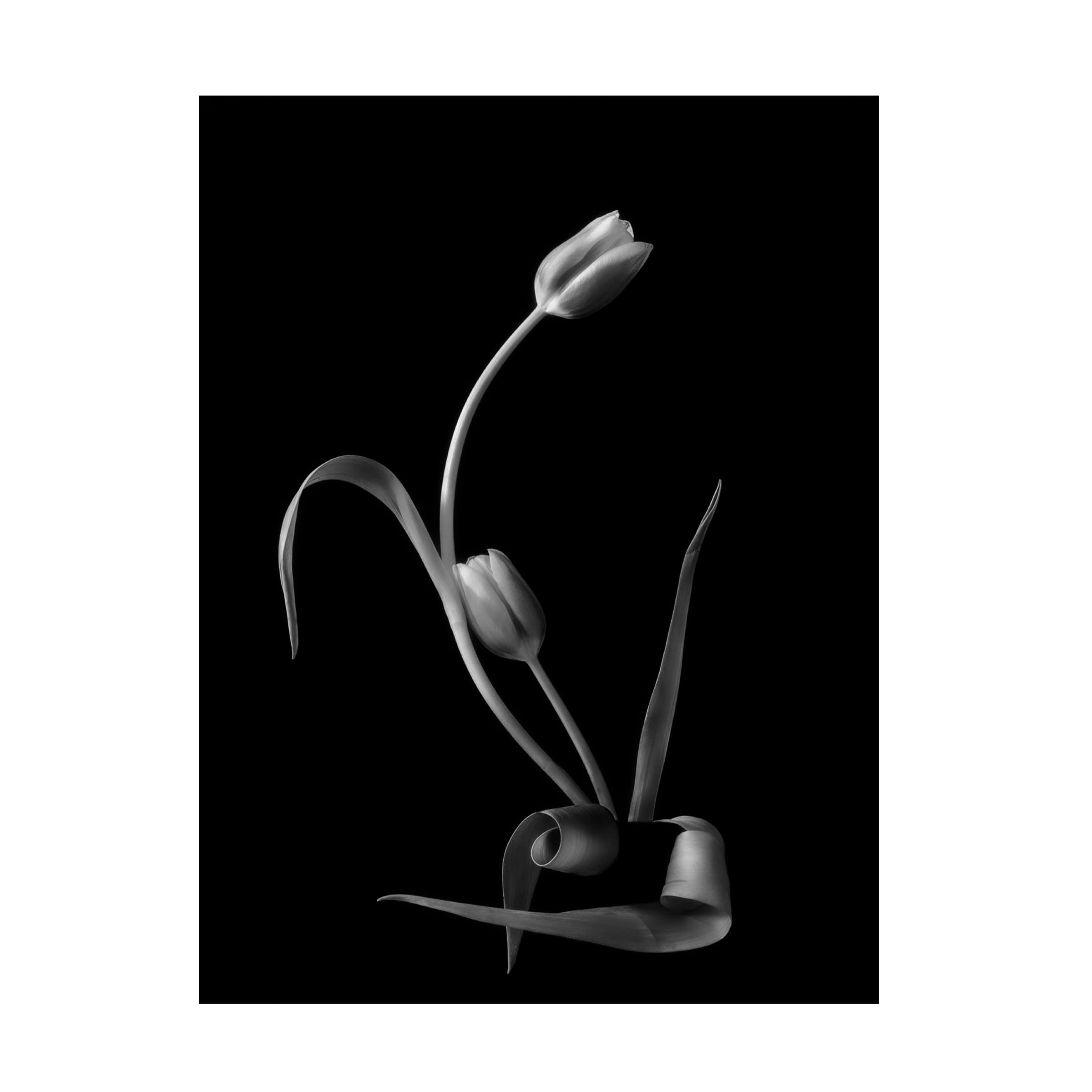 Trademark Fine Art 'Love' Canvas Wall Art by Yanny Liu - Romantic Home Decor for Living Room, Bedroom & Office