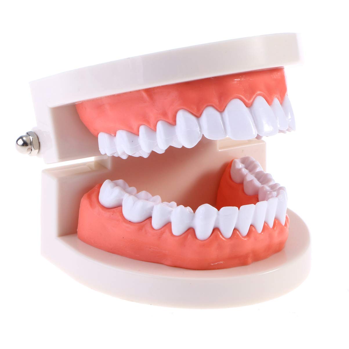 Adult Standard Typodont Teeth Model - Dental Teaching Demonstration Kit for Kids & Students - Perfect for Dental Education, Study & Clean Display - Ideal for Classrooms, Training & Dental Practices