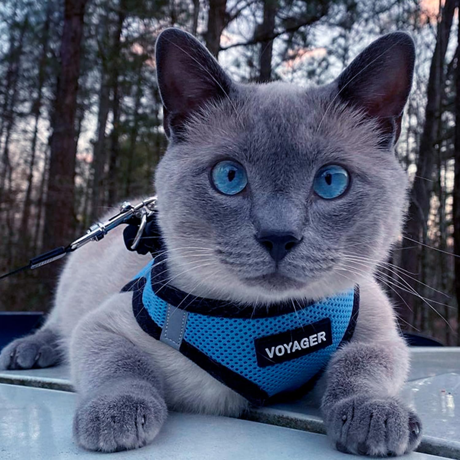 Voyager Step-In Air Dog Harness - No Pull Pet Harness with Reflective Strips & All-Weather Mesh for Small & Medium Dogs - Adjustable Hook & Loop Fastener, Buckle & Double D-Rings - Baby Blue/Black Trim (Perfect for Walking, Hiking & Outdoor Adventures)