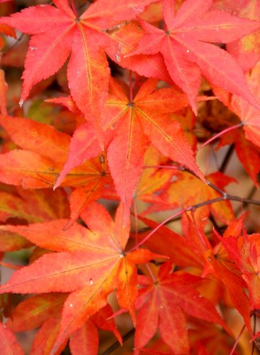 Omato Japanese Maple 2-Year-Old Live Plant - Acer Palmatum for Landscaping, Garden Decor & Bonsai Cultivation | Perfect for Outdoor Planting, Patio Decor & Zen Gardens