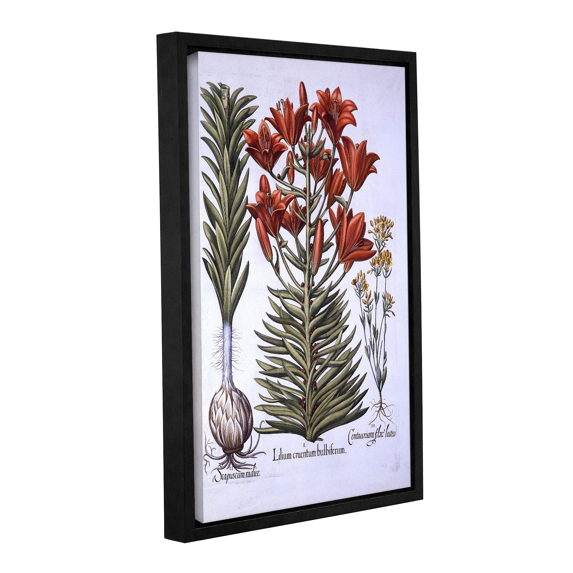 ArtWall German School Orange Lily with Bulbils & Bulbs - 24x36 Inch Floater Framed Canvas Wall Art - Ready to Hang - Perfect for Living Room, Bedroom, or Office Decor