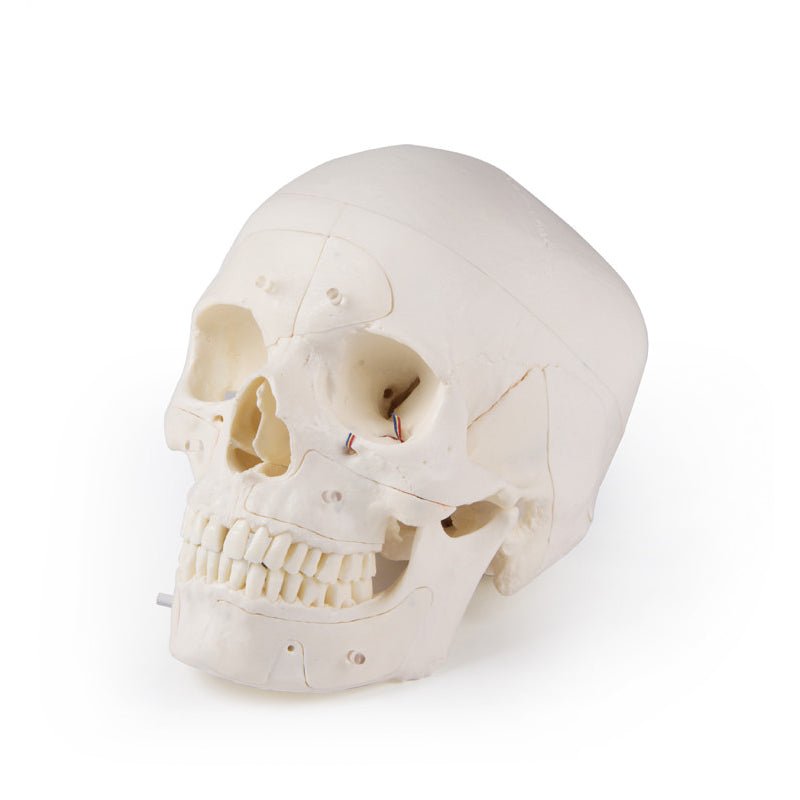 Premium 14-Part Deluxe Human Skull Model for Advanced Anatomy Studies - Ideal for Medical Students, Dentists & Science Classrooms