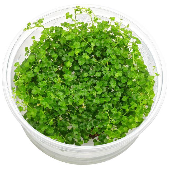 TCulture Hydrocotyle Tripartita 'Mini' - Live Aquatic Plant for Aquariums & Terrariums | Perfect for Nano Tanks, Shrimp Tanks & Aquascaping